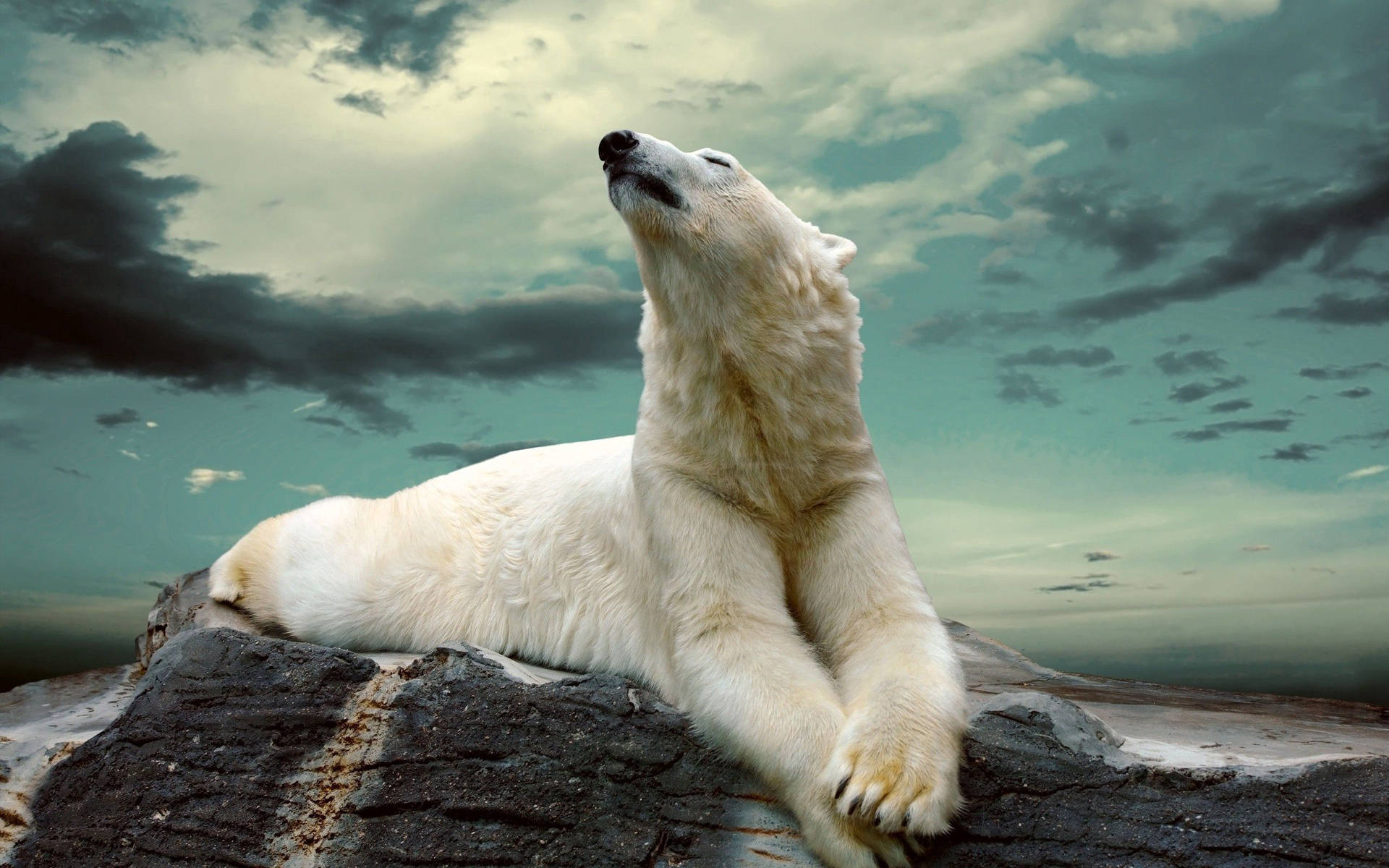 Polar Bear 2560X1600 Wallpaper and Background Image