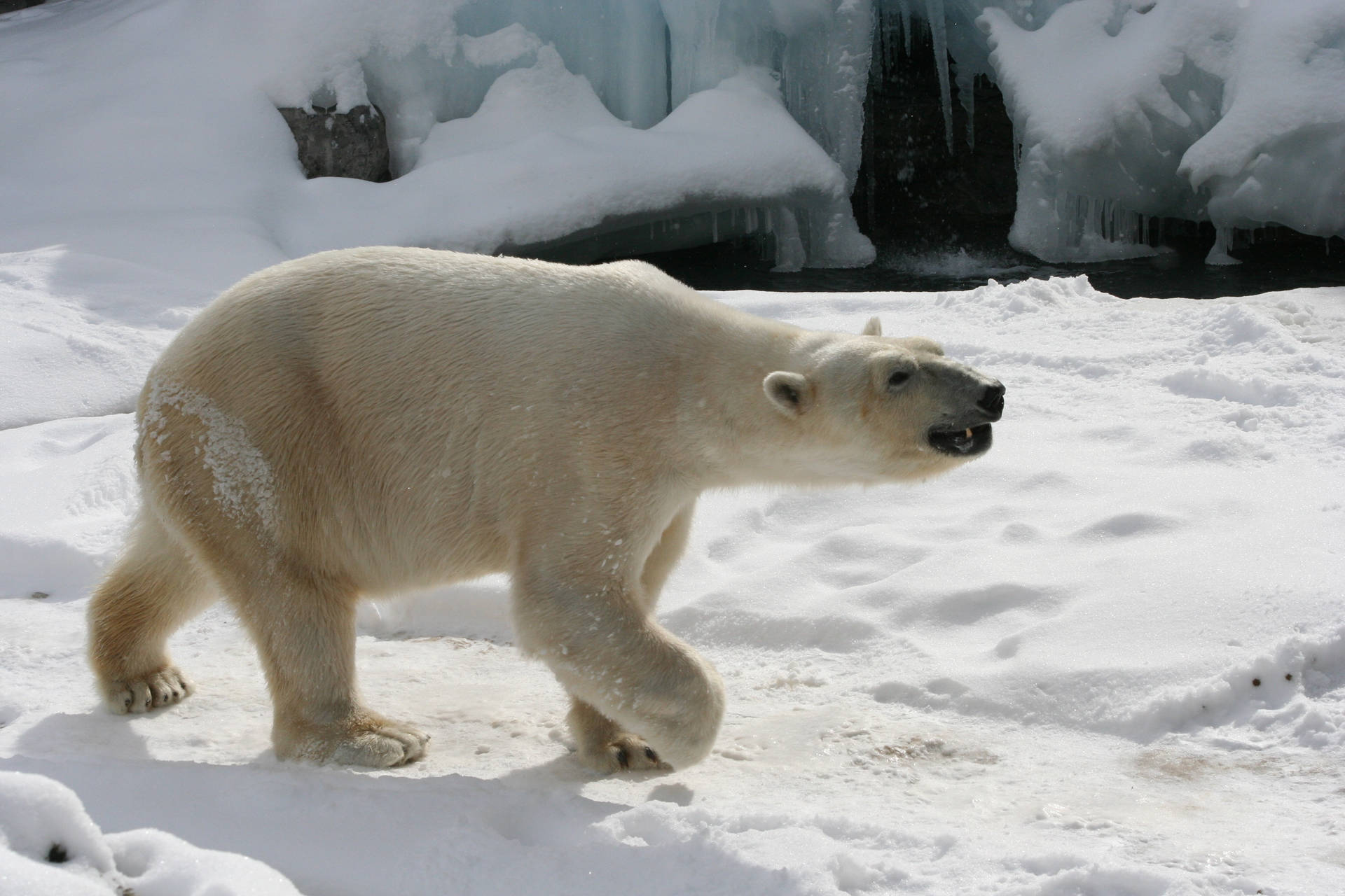 Polar Bear 3456X2304 Wallpaper and Background Image