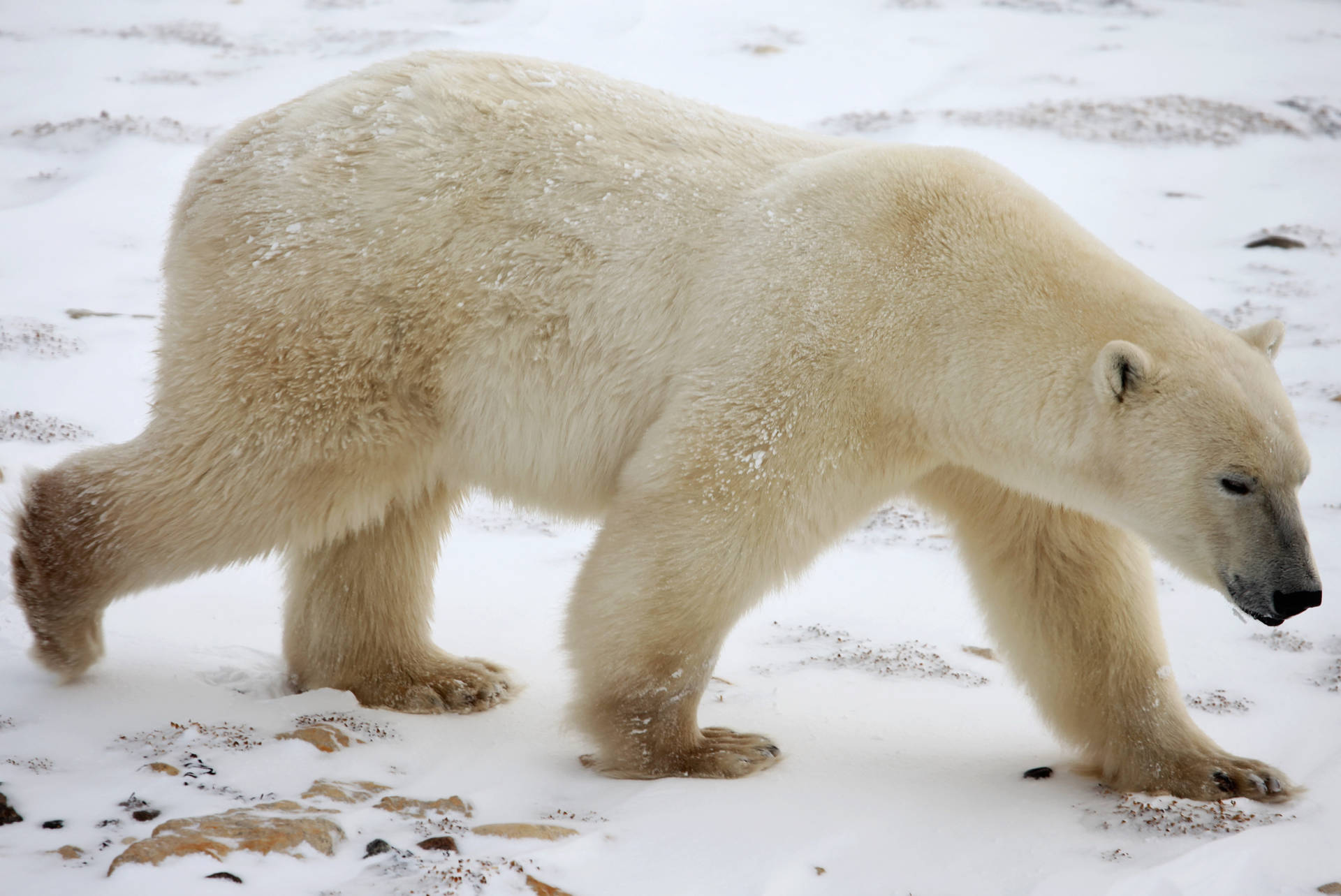 Polar Bear 4976X3325 Wallpaper and Background Image