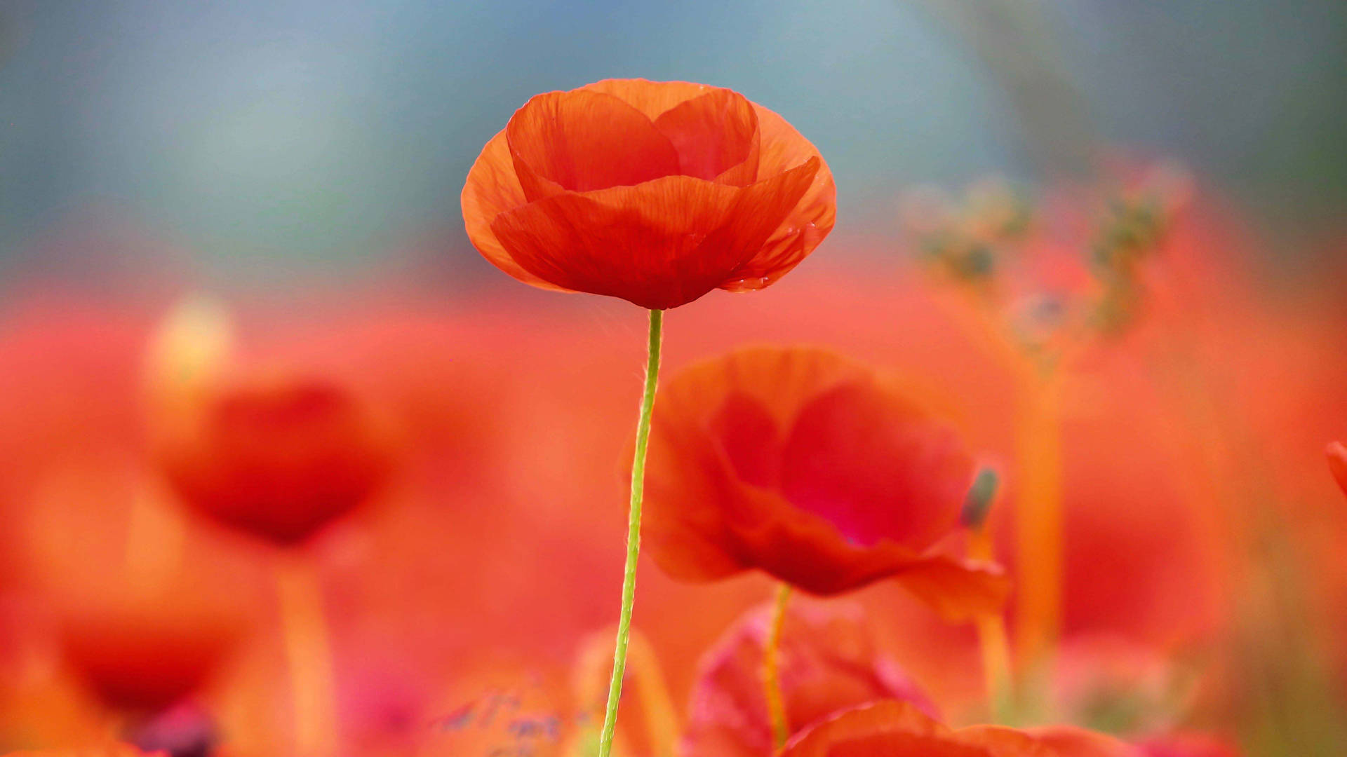 5120X2880 Poppy Wallpaper and Background