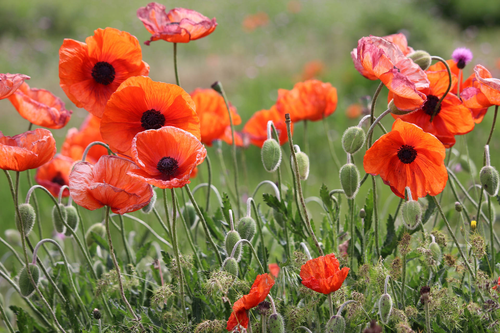5184X3456 Poppy Wallpaper and Background