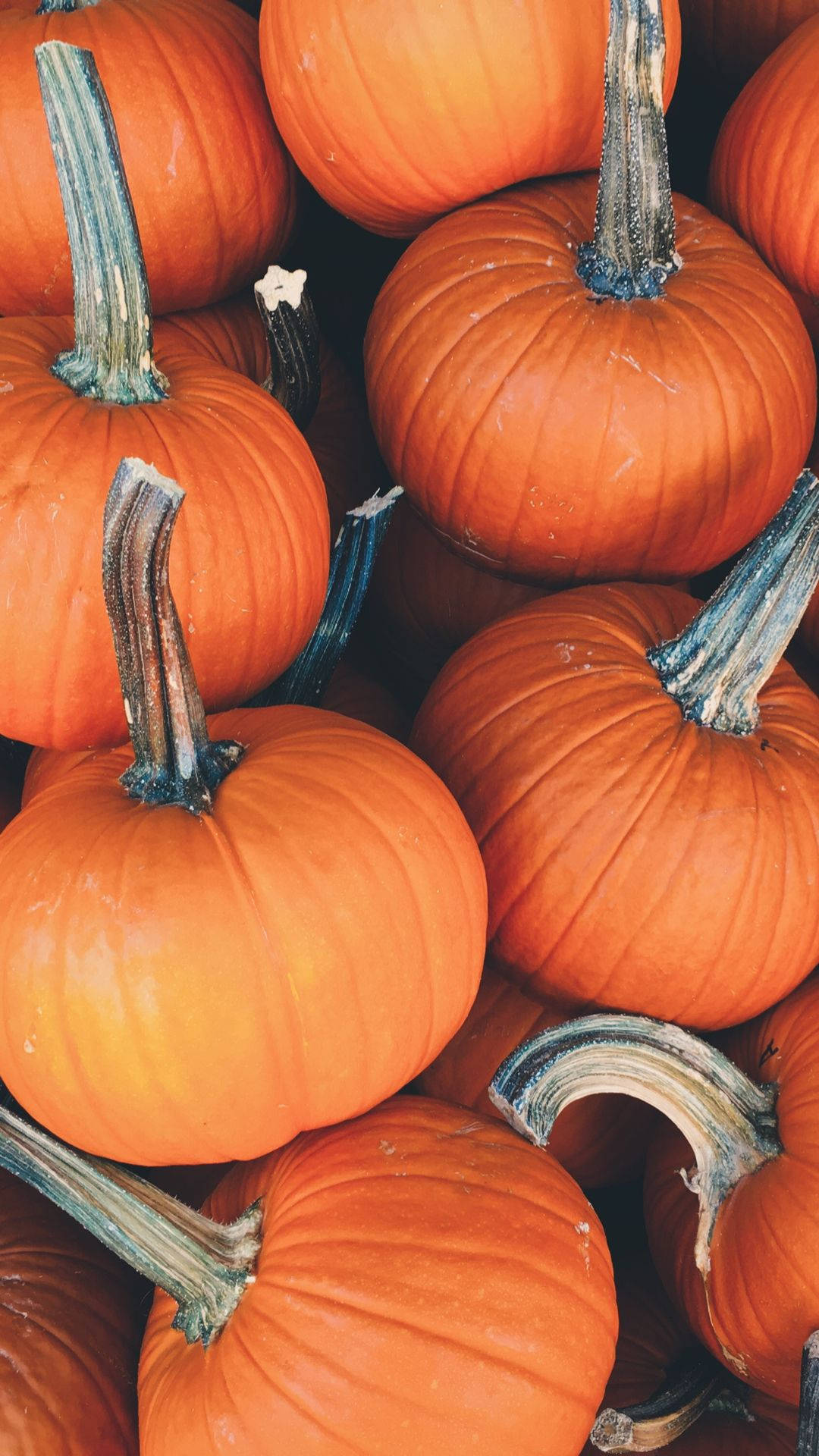 Pumpkin 1080X1920 Wallpaper and Background Image