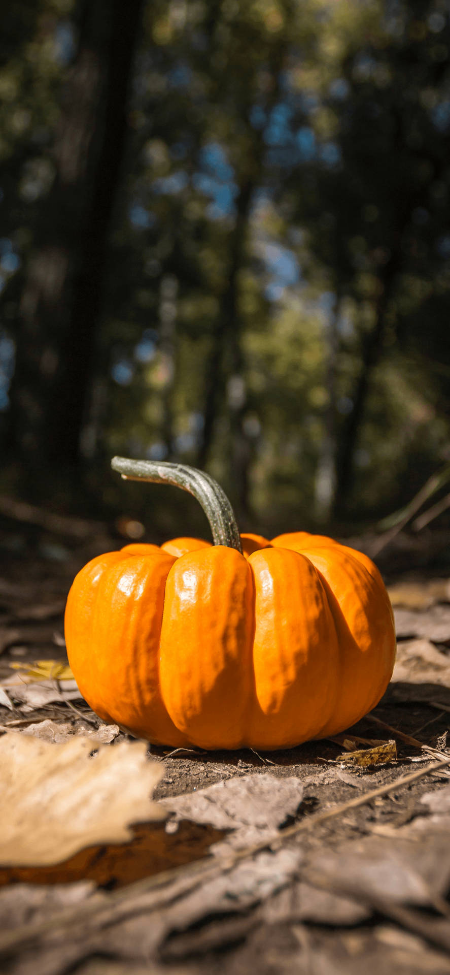 Pumpkin 1242X2688 Wallpaper and Background Image