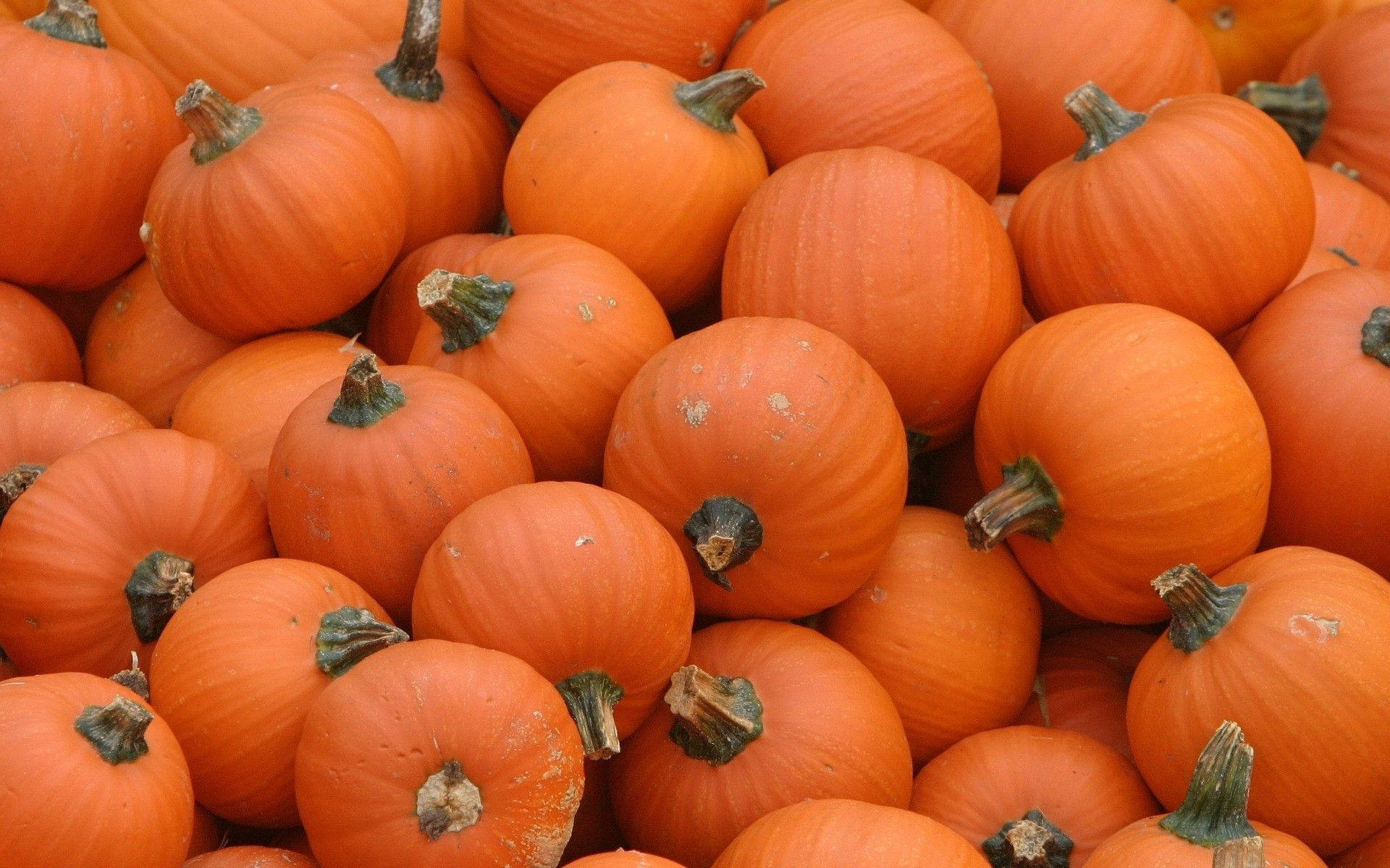Pumpkin 1920X1200 Wallpaper and Background Image