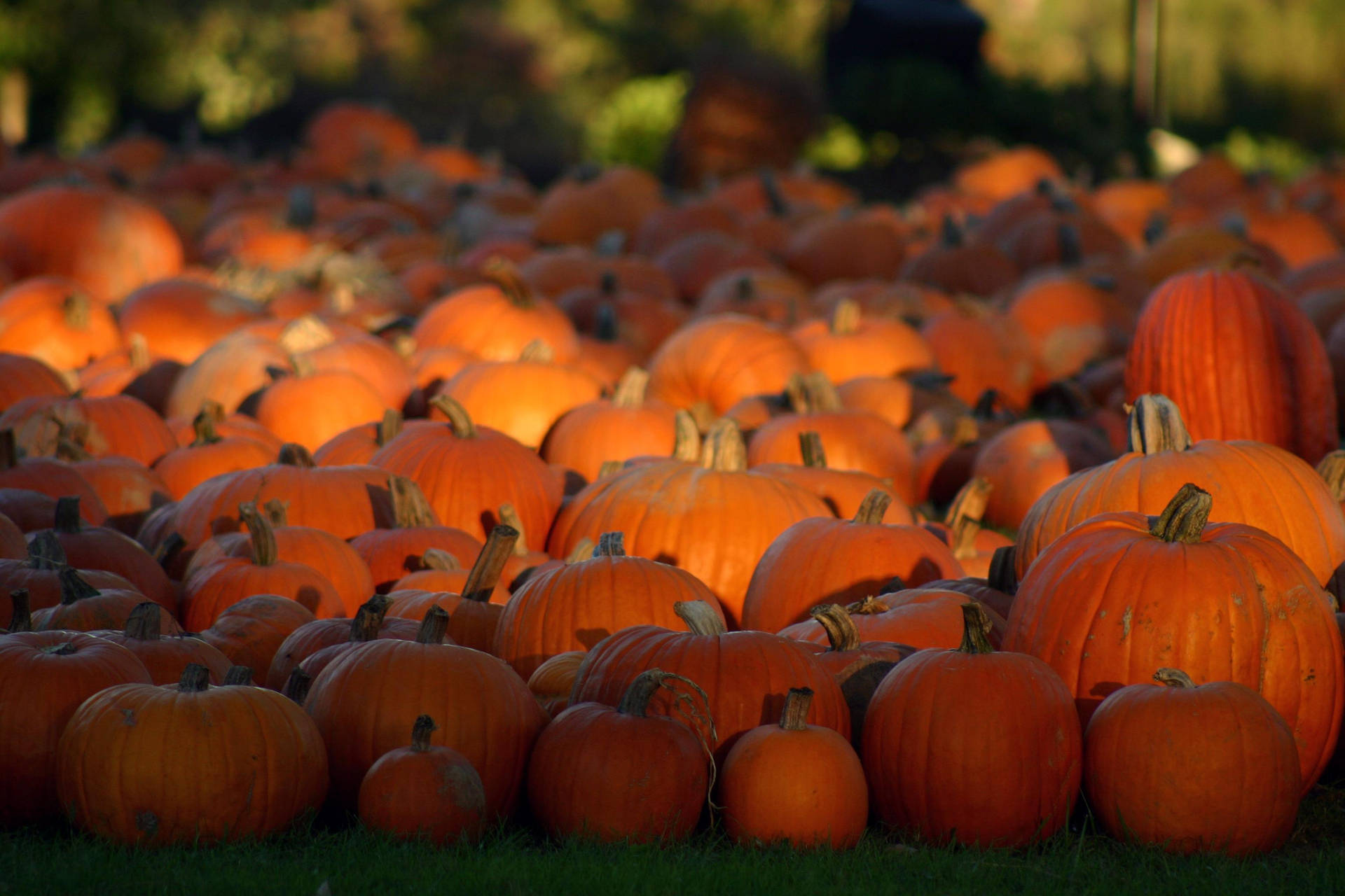 Pumpkin 3072X2048 Wallpaper and Background Image