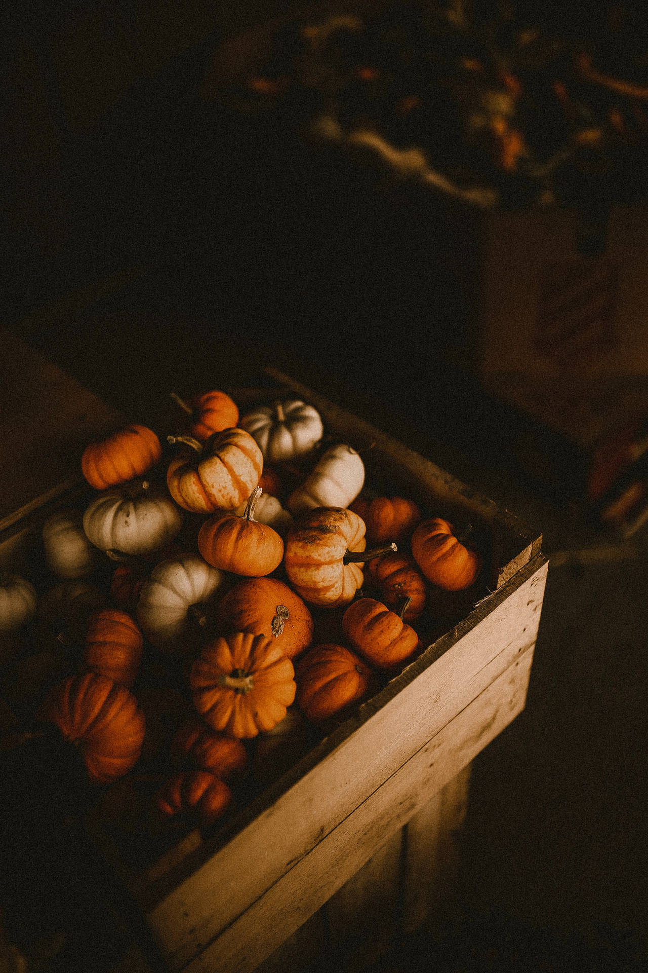 Pumpkin 3648X5472 Wallpaper and Background Image