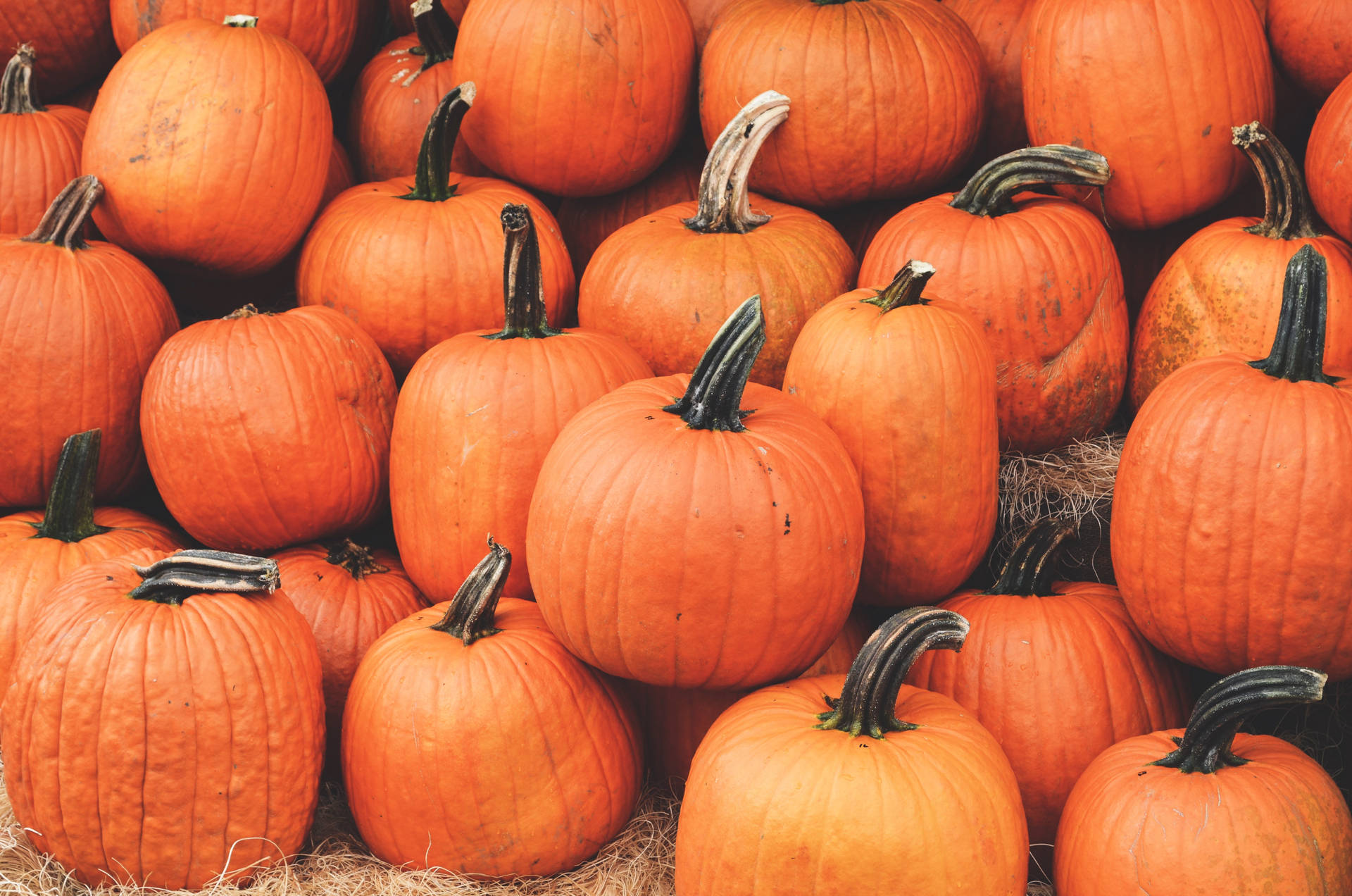 Pumpkin 4000X2649 Wallpaper and Background Image