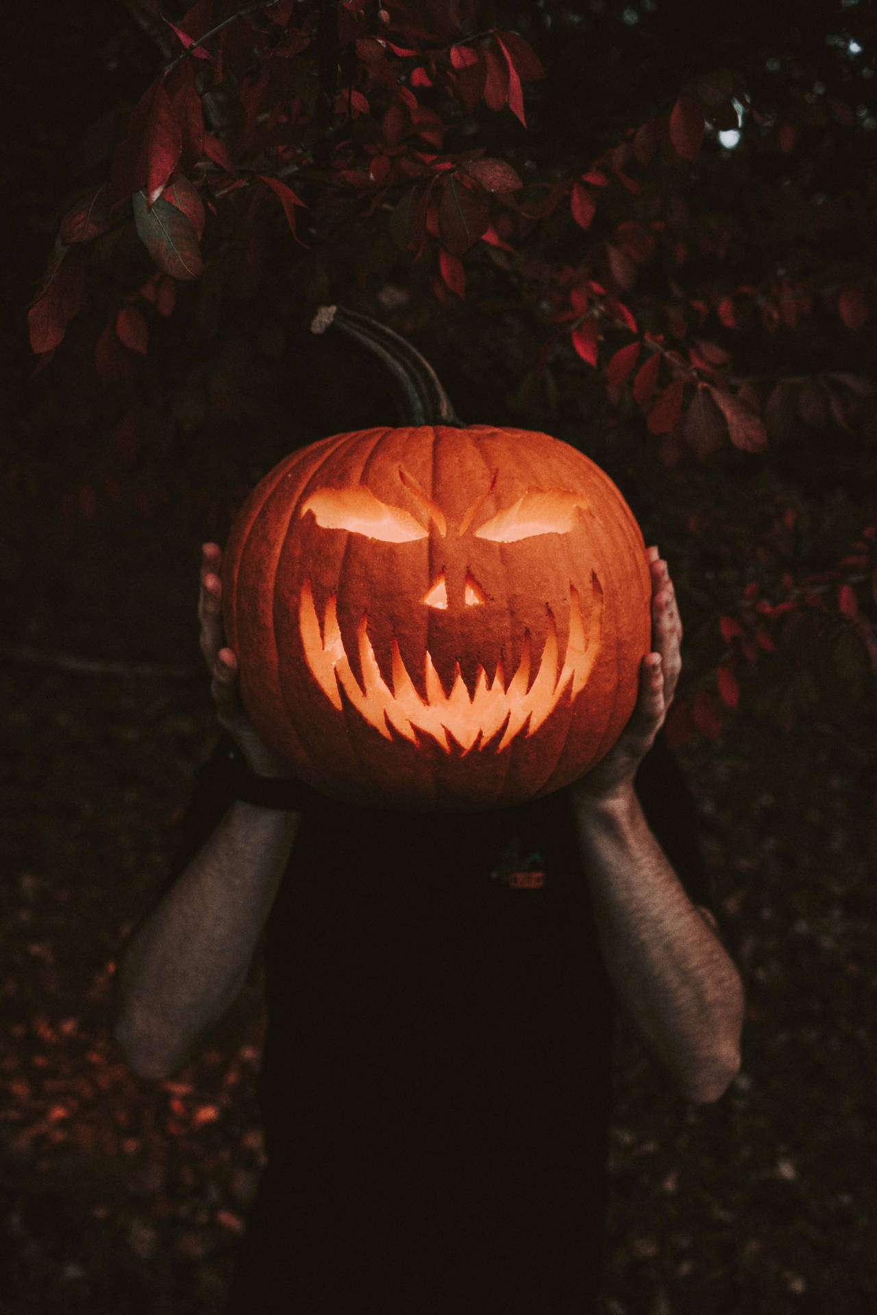 Pumpkin 4000X6000 Wallpaper and Background Image