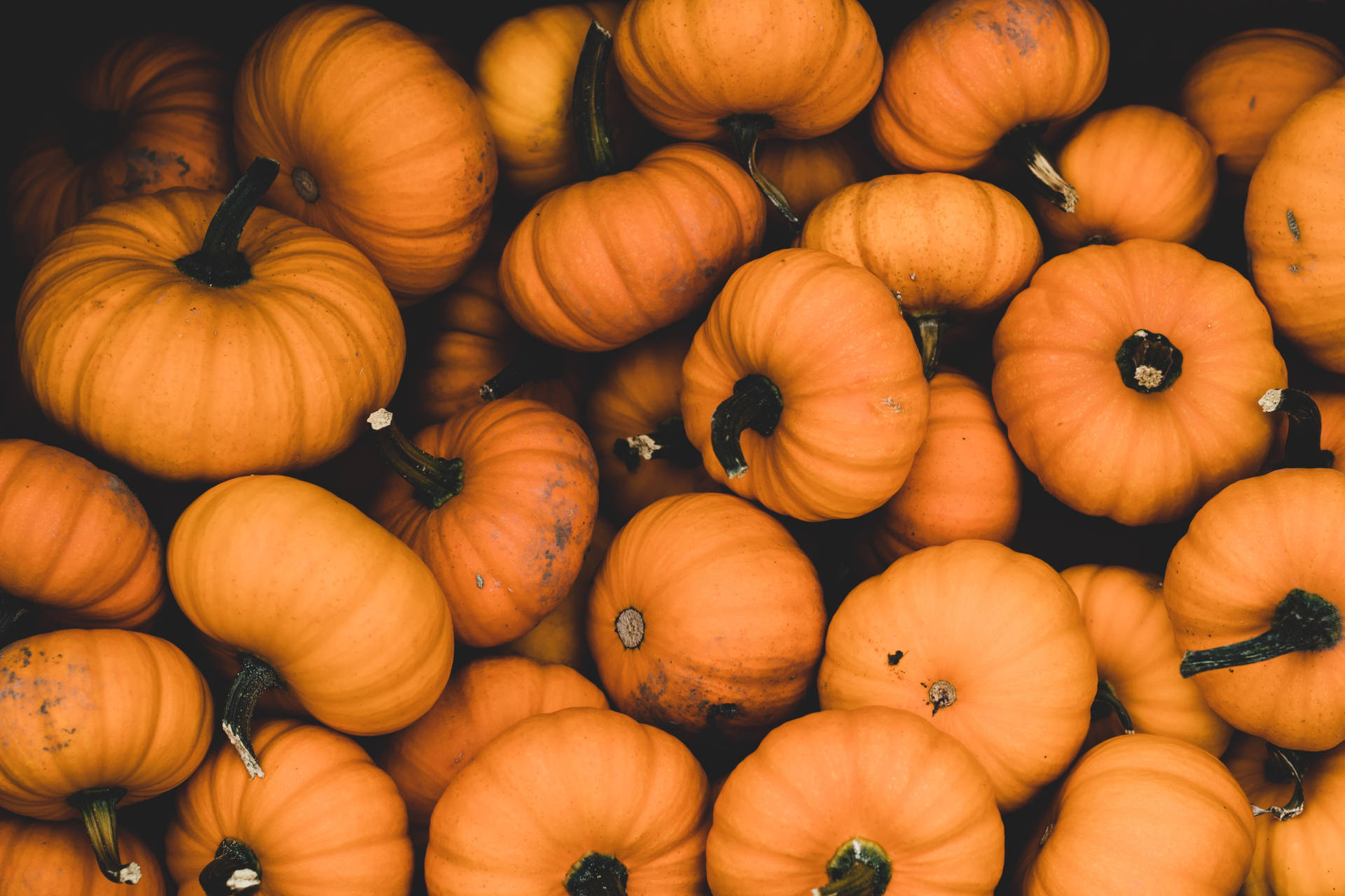 Pumpkin 5184X3456 Wallpaper and Background Image