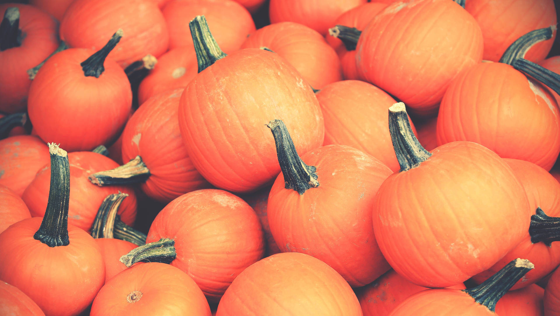 Pumpkin 5472X3088 Wallpaper and Background Image