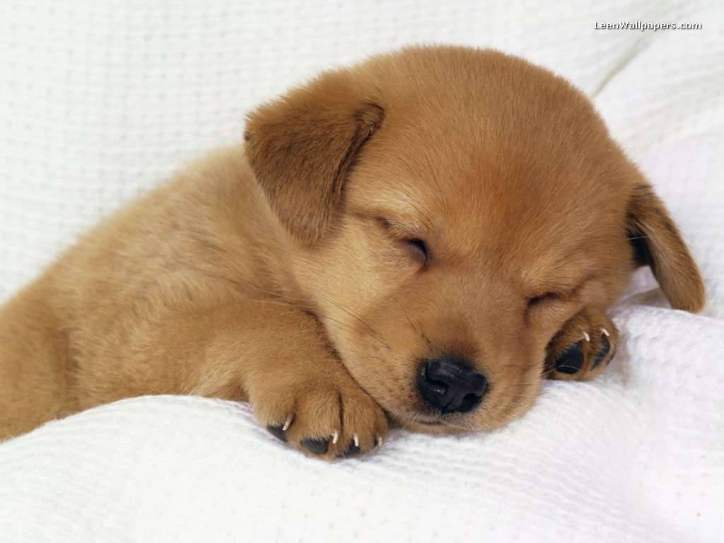 Puppy 1024X768 Wallpaper and Background Image