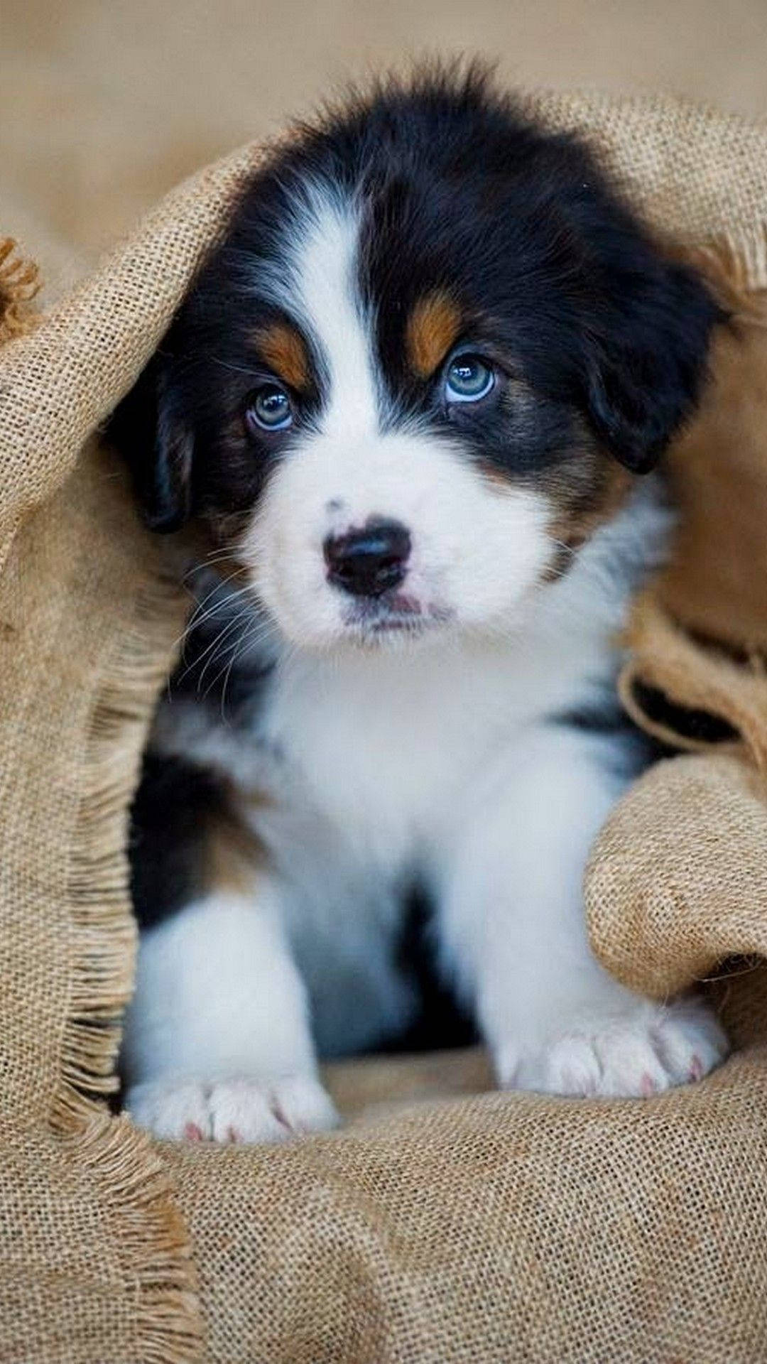 Puppy 1080X1920 Wallpaper and Background Image