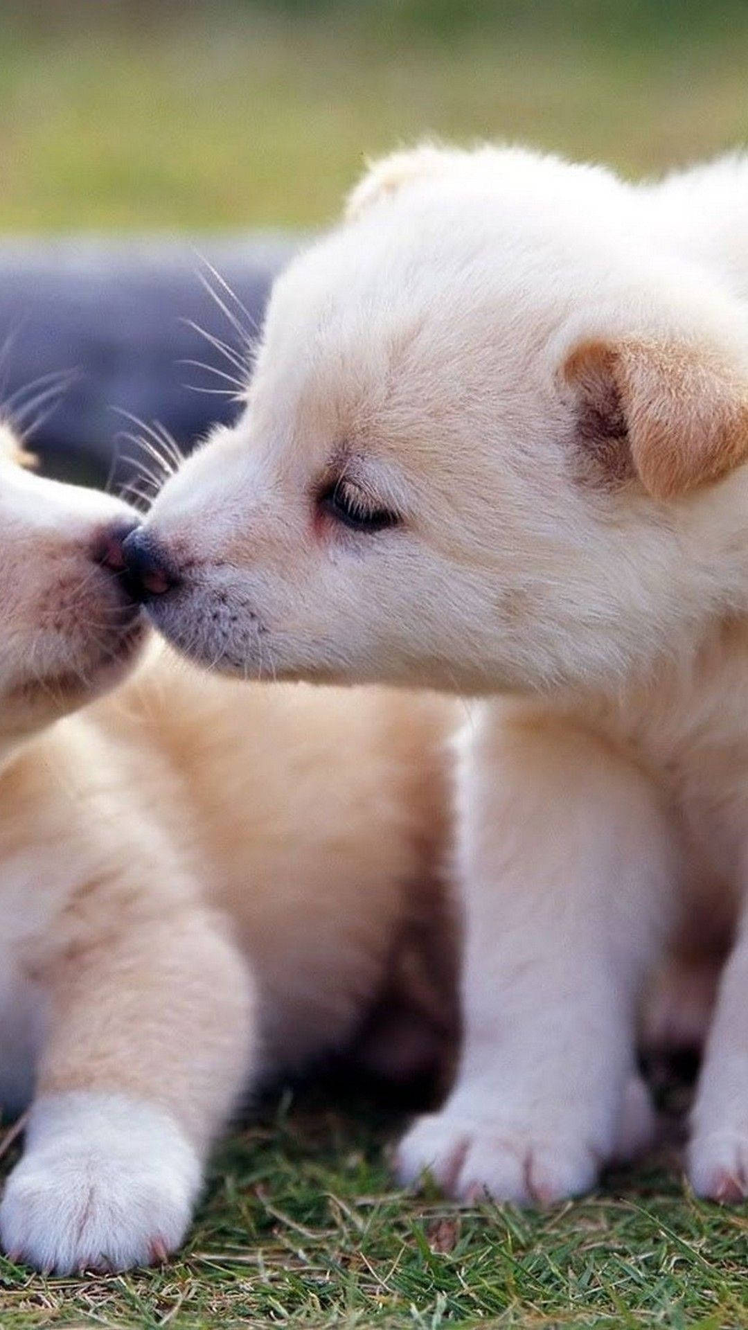 1080X1920 Puppy Wallpaper and Background