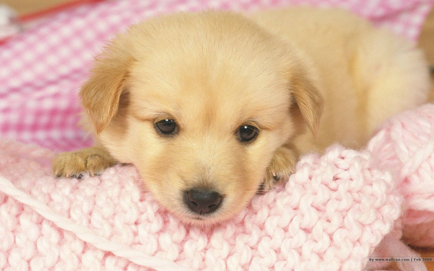 Puppy 1440X900 Wallpaper and Background Image
