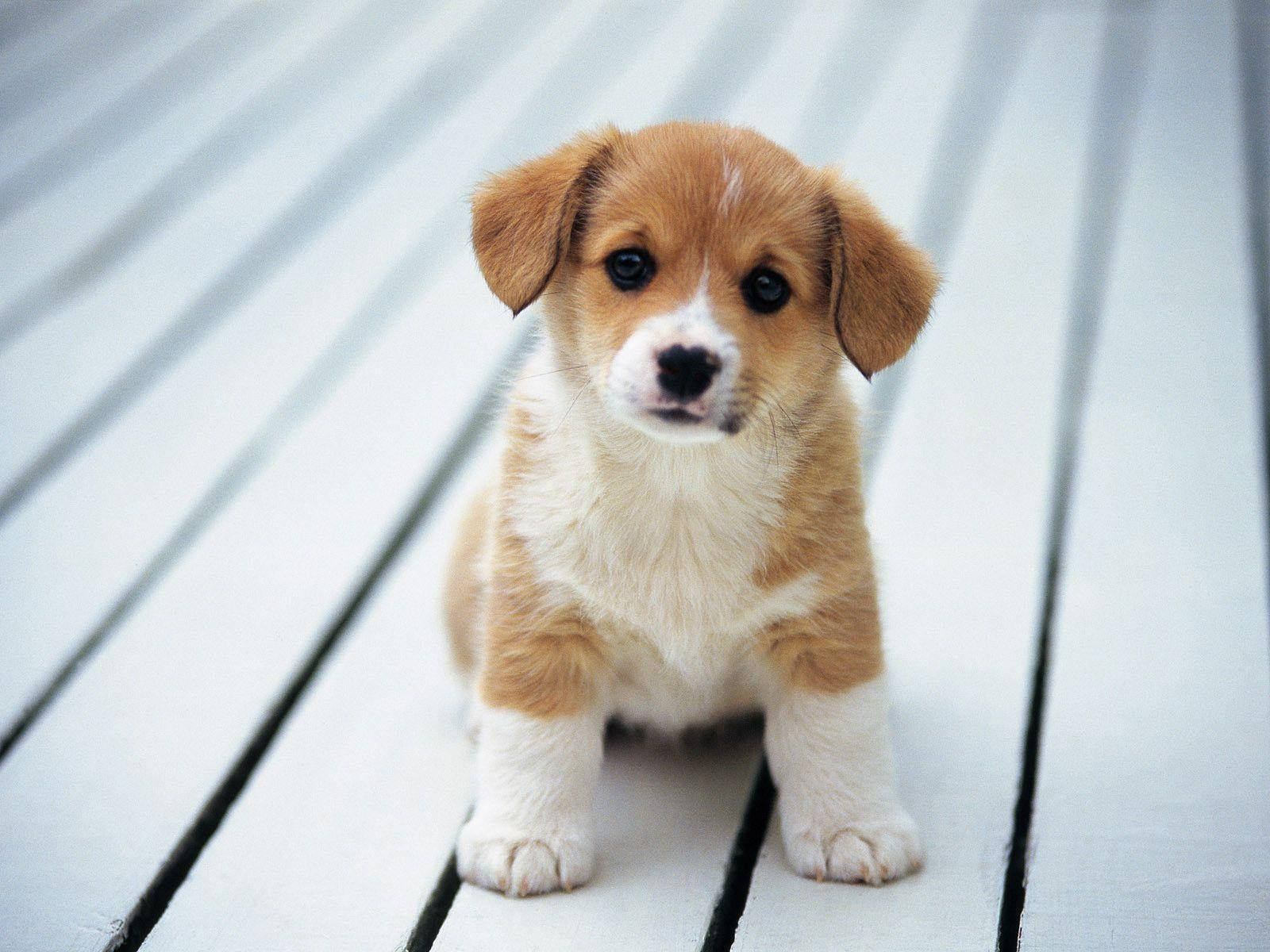 Puppy 1600X1200 Wallpaper and Background Image
