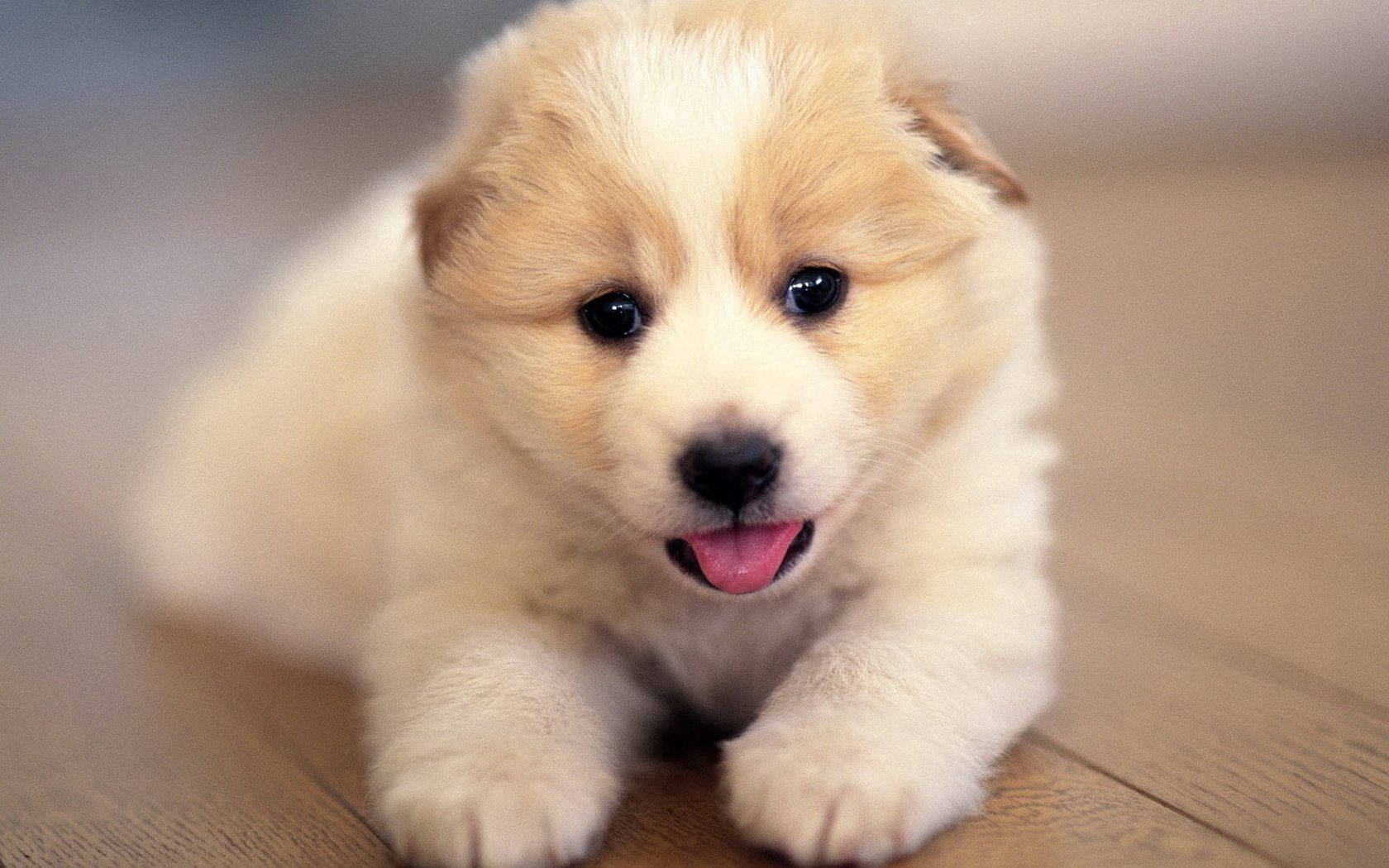 1680X1050 Puppy Wallpaper and Background