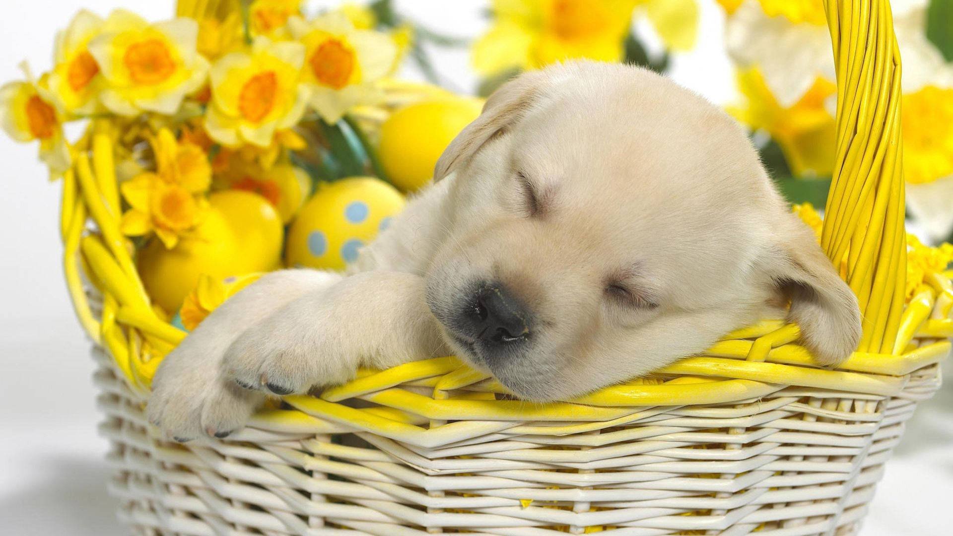 1920X1080 Puppy Wallpaper and Background