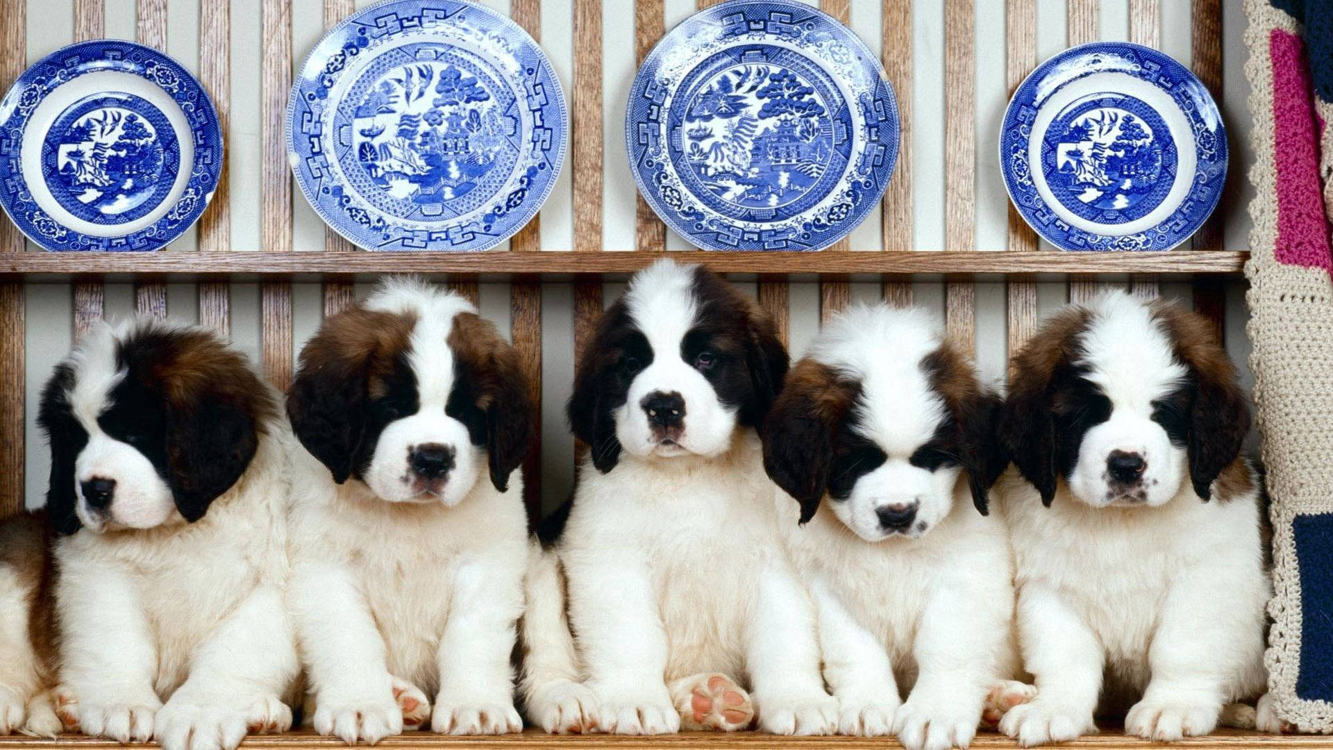 1920X1080 Puppy Wallpaper and Background