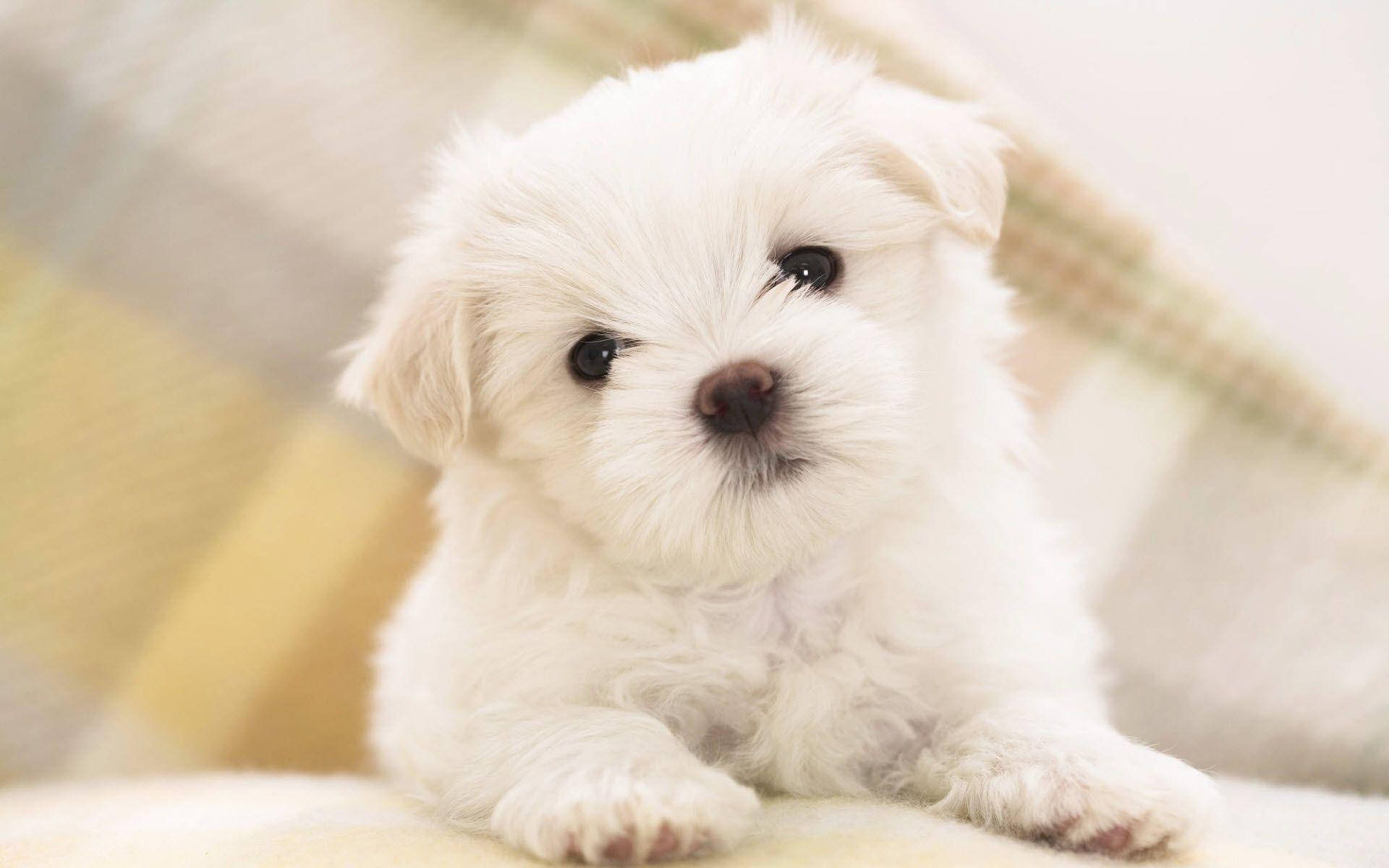 Puppy 1920X1200 Wallpaper and Background Image