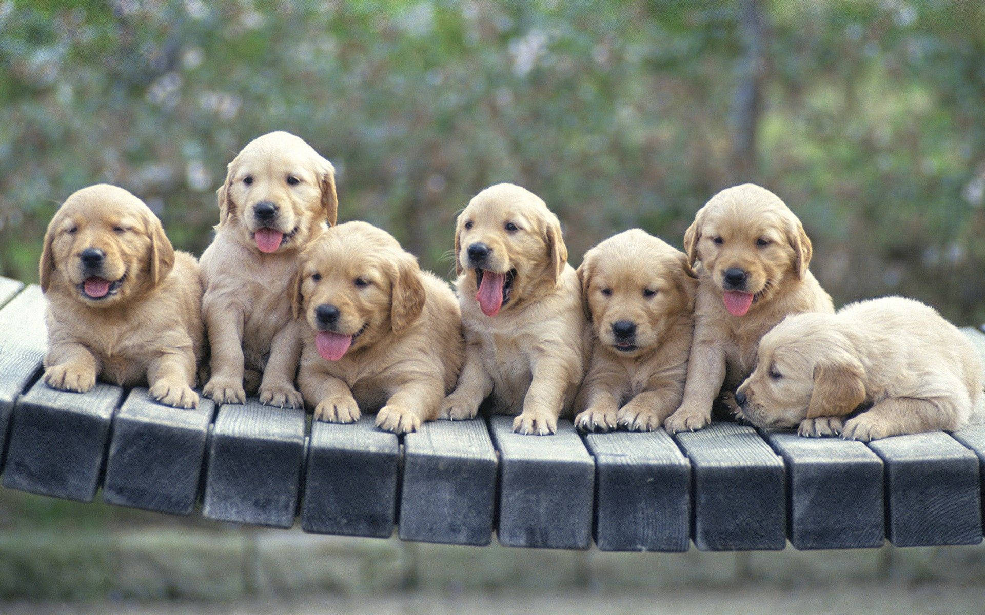 1920X1200 Puppy Wallpaper and Background