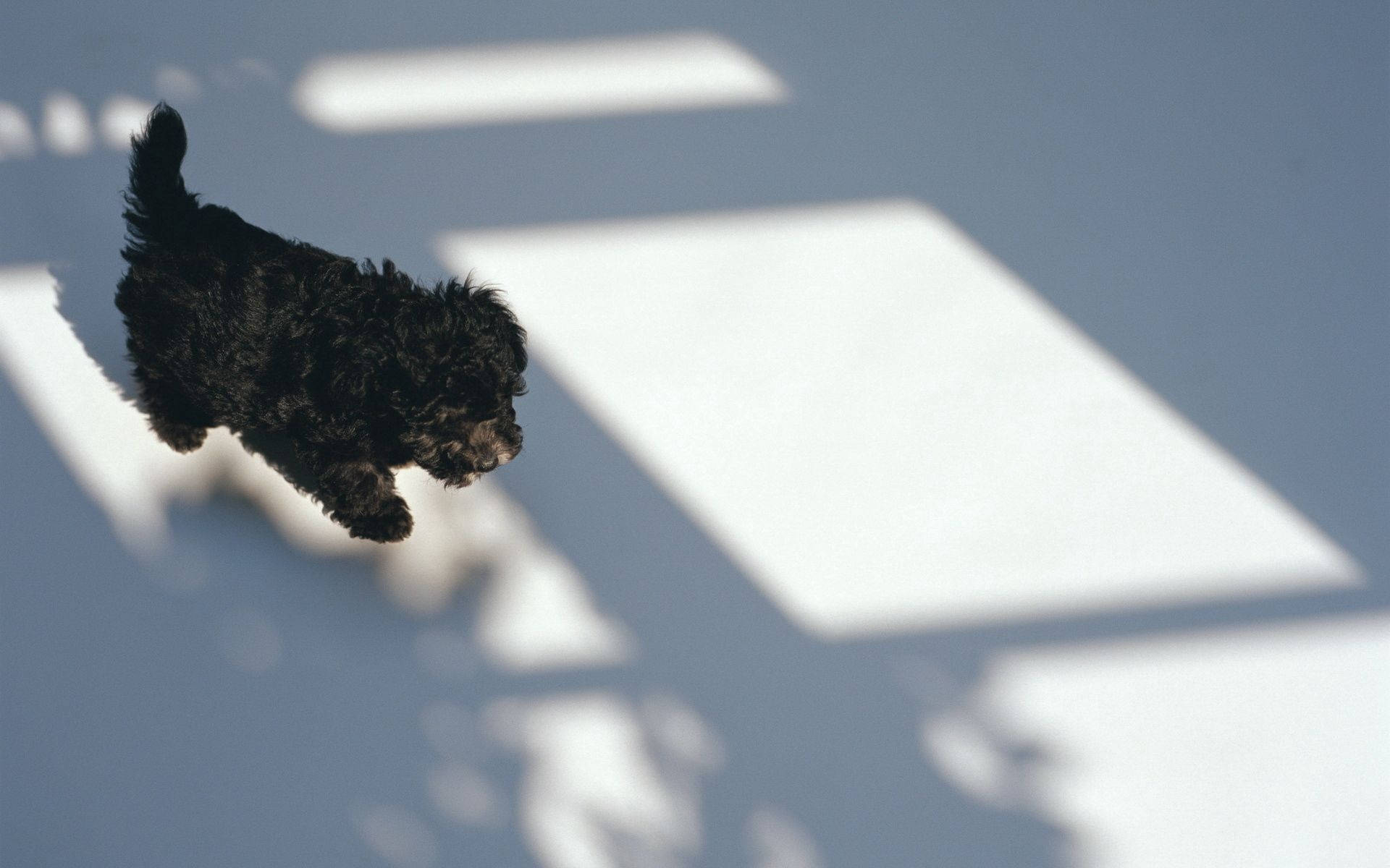 1920X1200 Puppy Wallpaper and Background