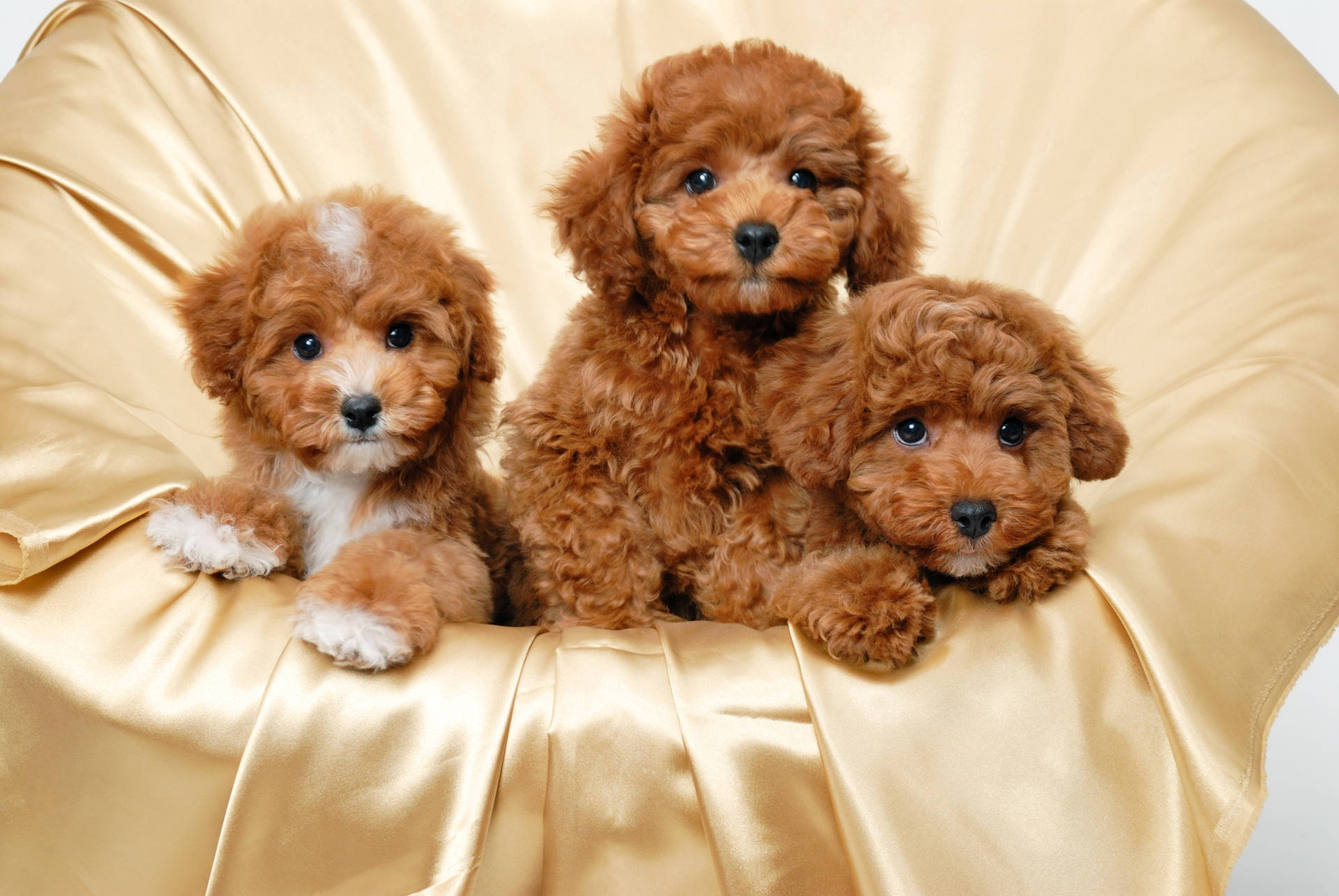 Puppy 2000X1340 Wallpaper and Background Image