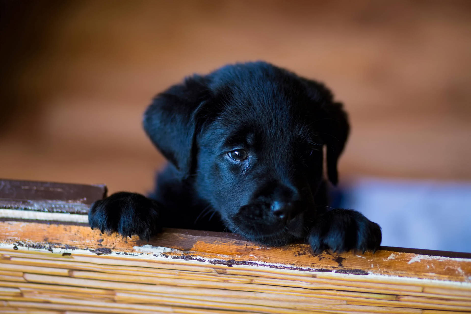 2048X1365 Puppy Wallpaper and Background