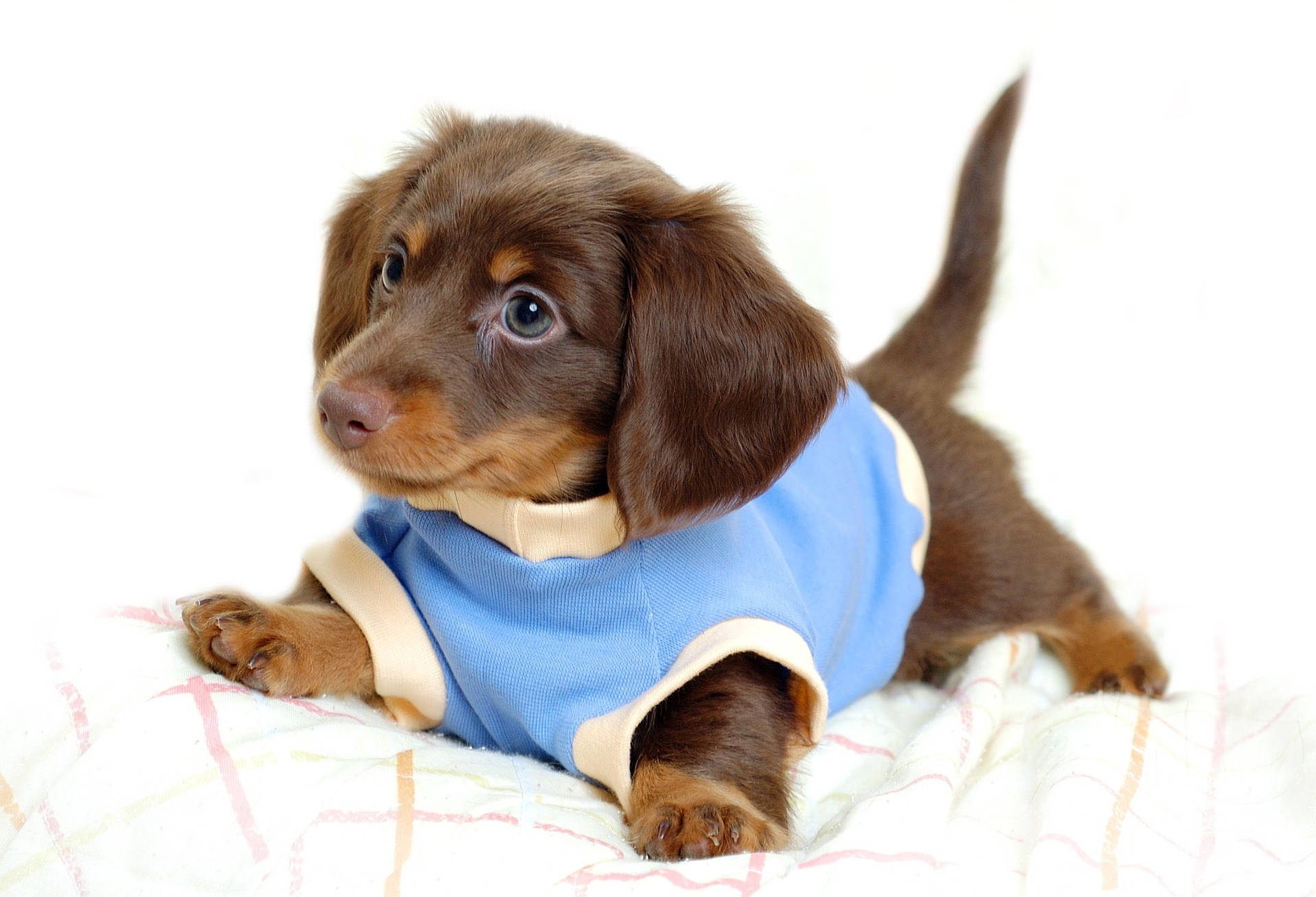 Puppy 2200X1500 Wallpaper and Background Image