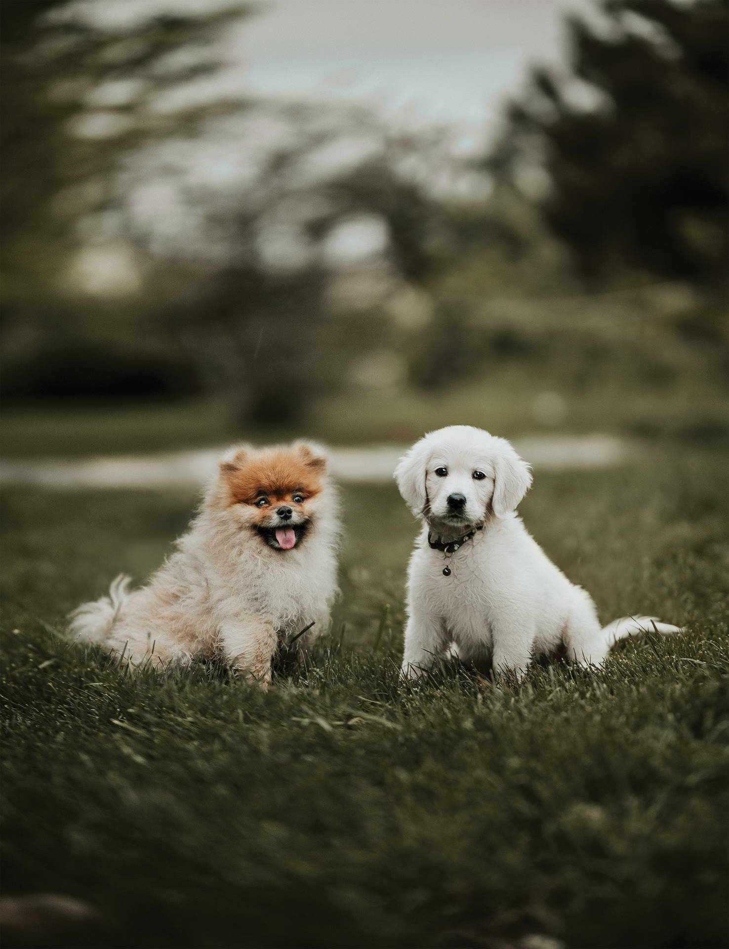 2500X3251 Puppy Wallpaper and Background