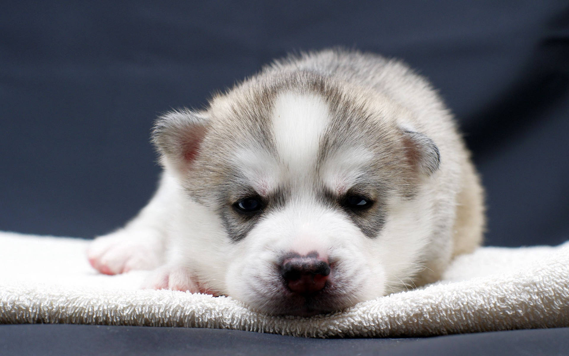Puppy 2560X1600 Wallpaper and Background Image