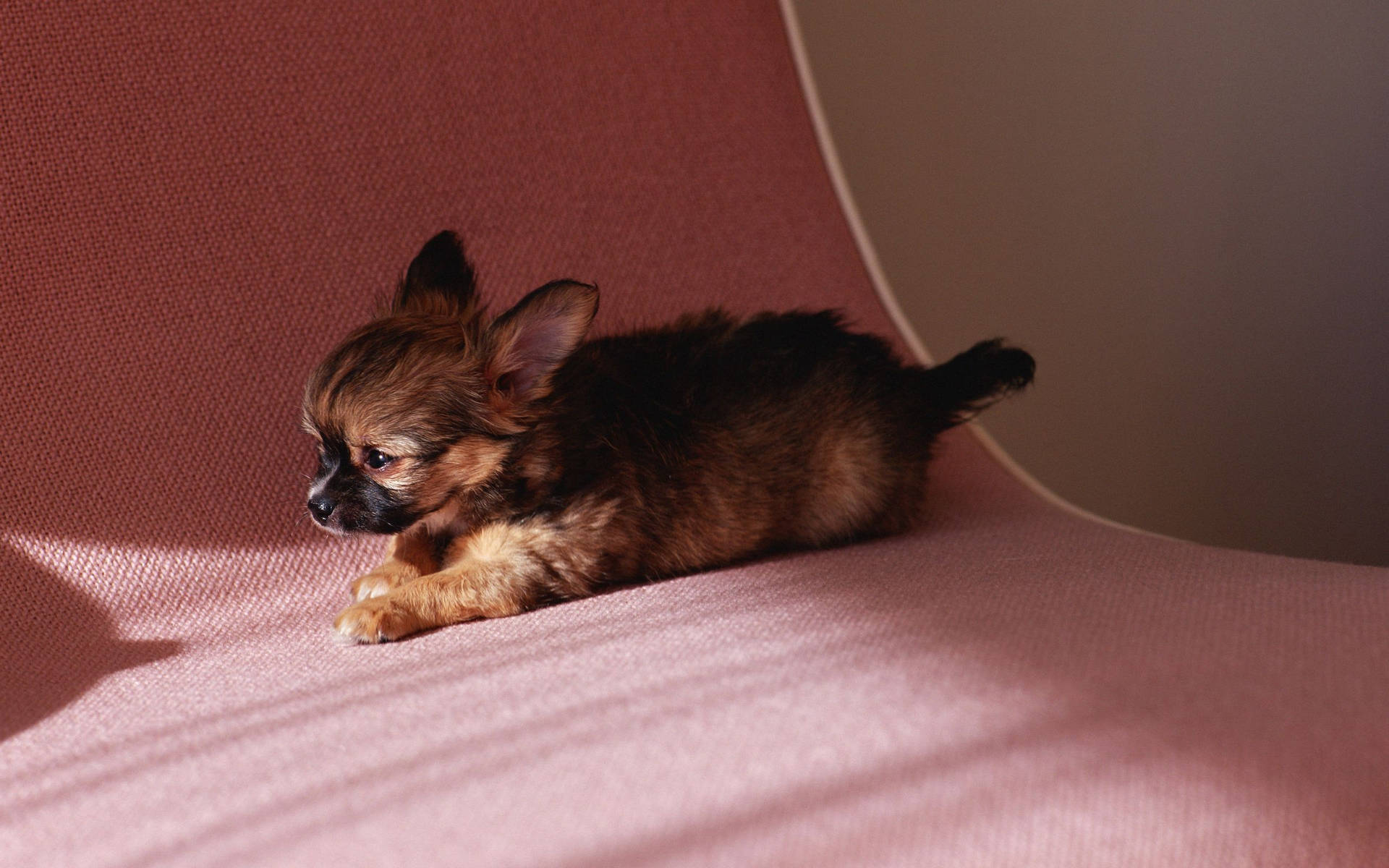 Puppy 2560X1600 Wallpaper and Background Image