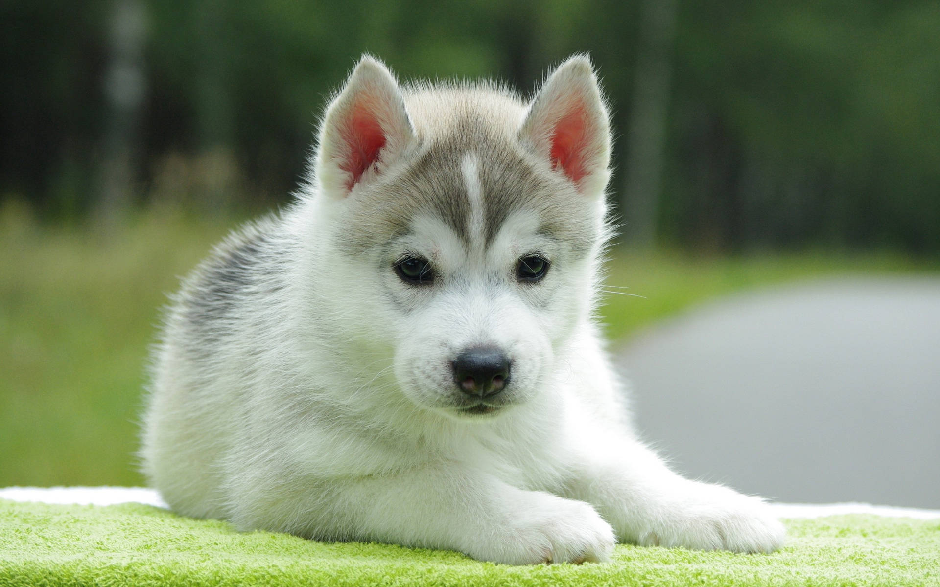 2560X1600 Puppy Wallpaper and Background