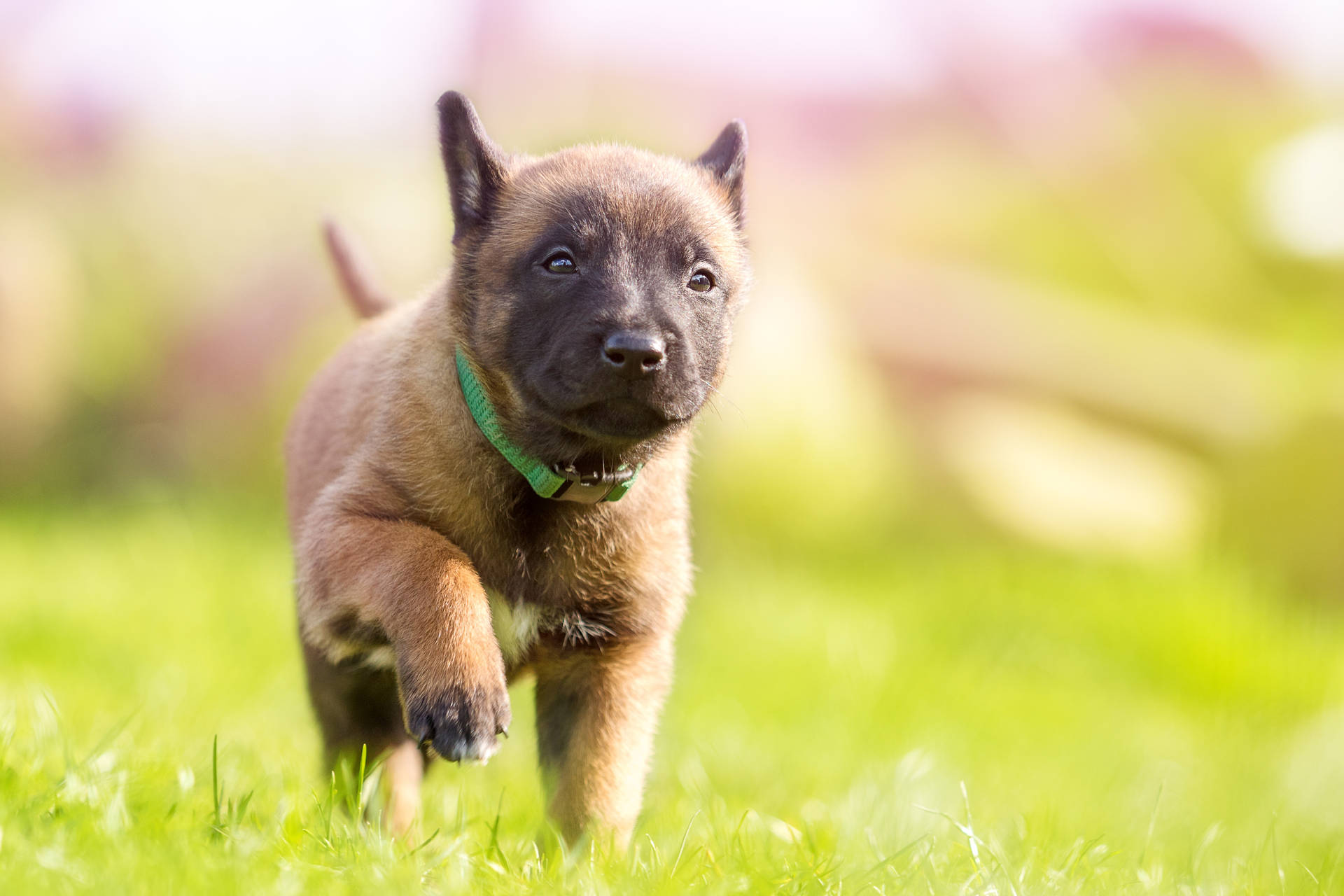 4781X3187 Puppy Wallpaper and Background