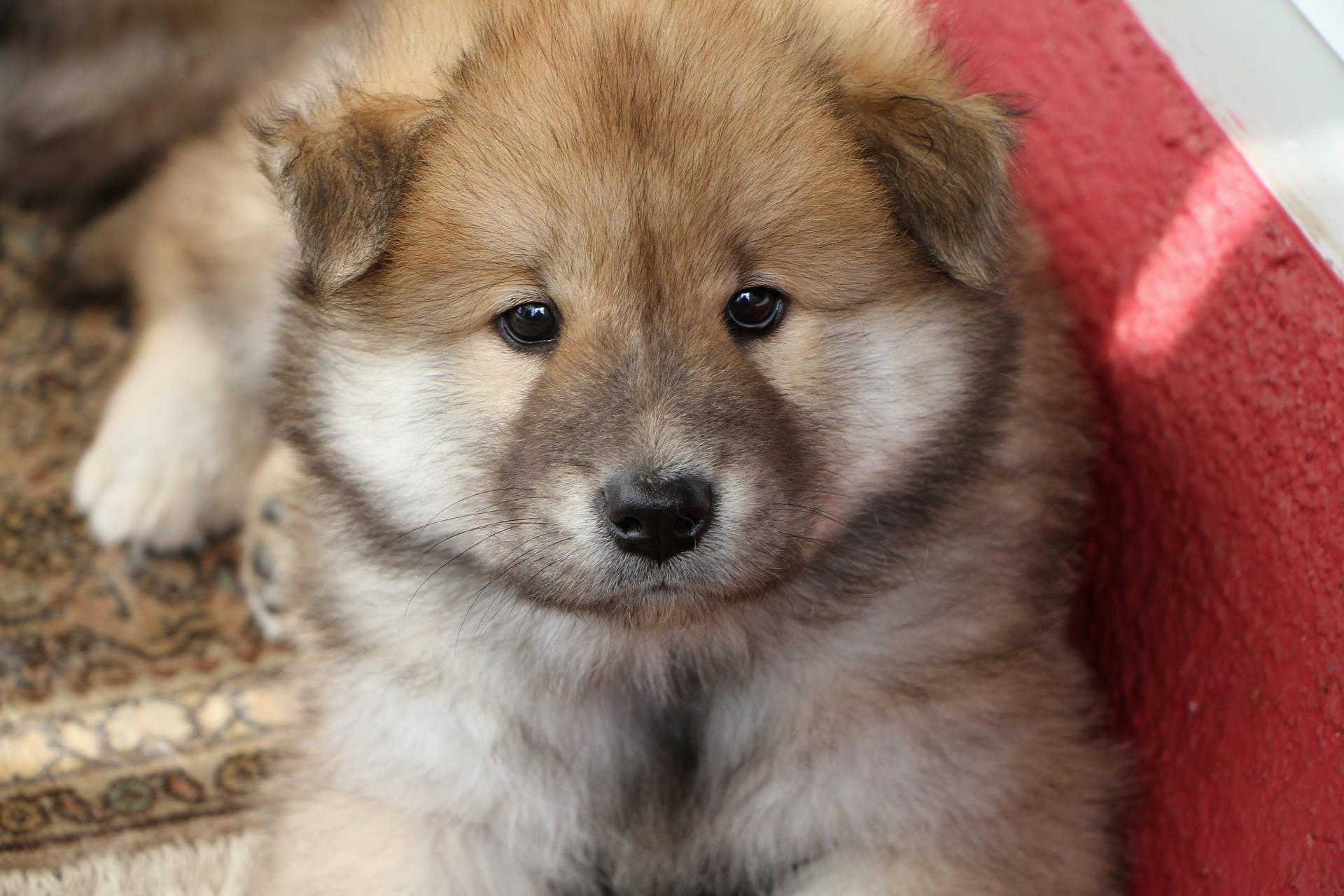 Puppy 5184X3456 Wallpaper and Background Image