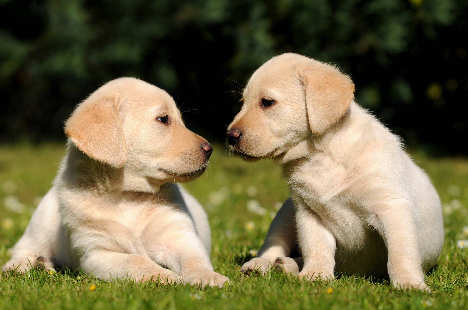 Puppy 5269X3500 Wallpaper and Background Image