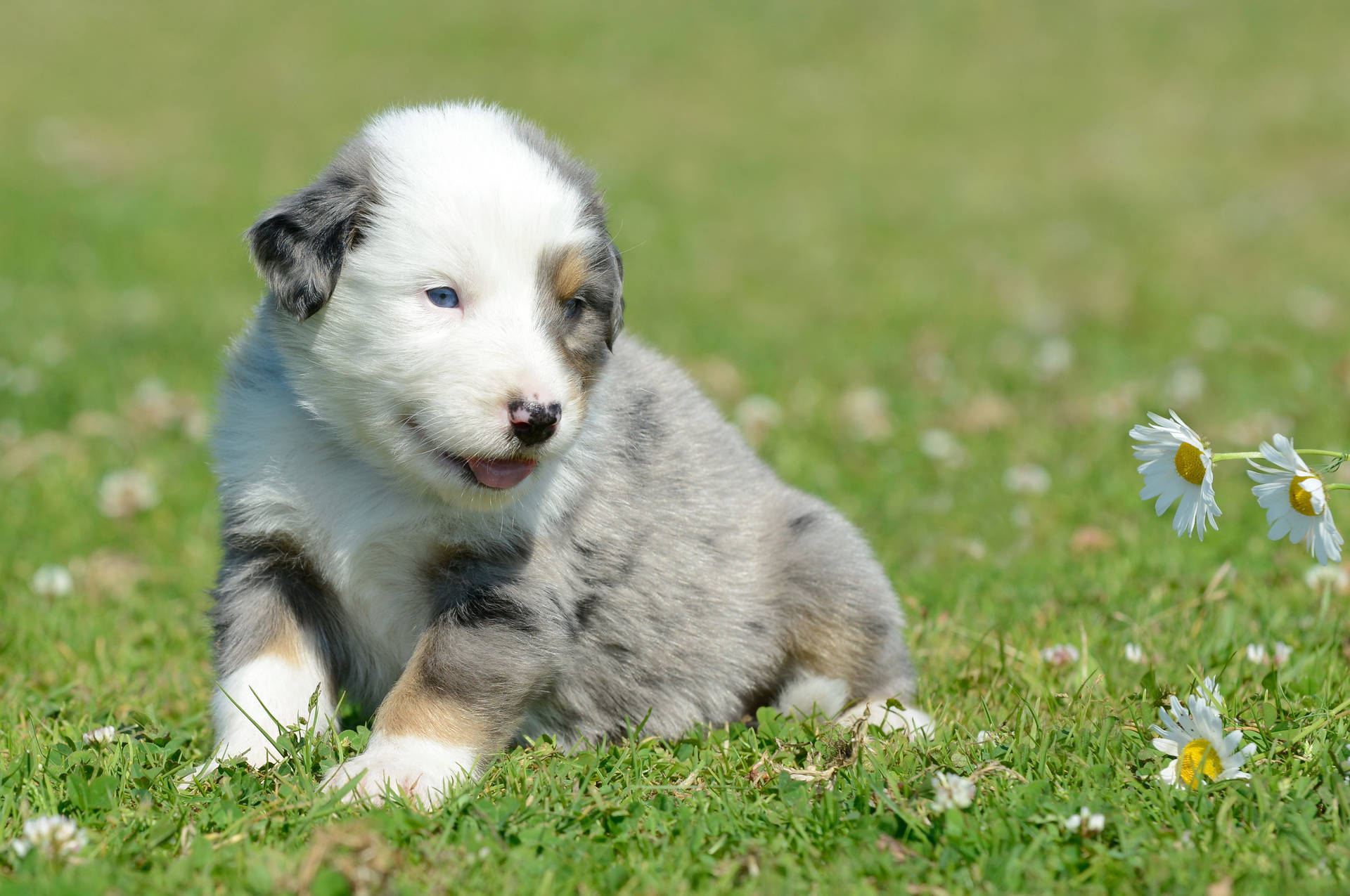 Puppy 5270X3500 Wallpaper and Background Image