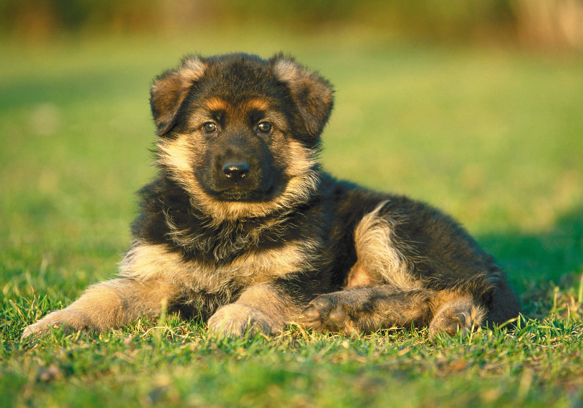 Puppy 5316X3721 Wallpaper and Background Image