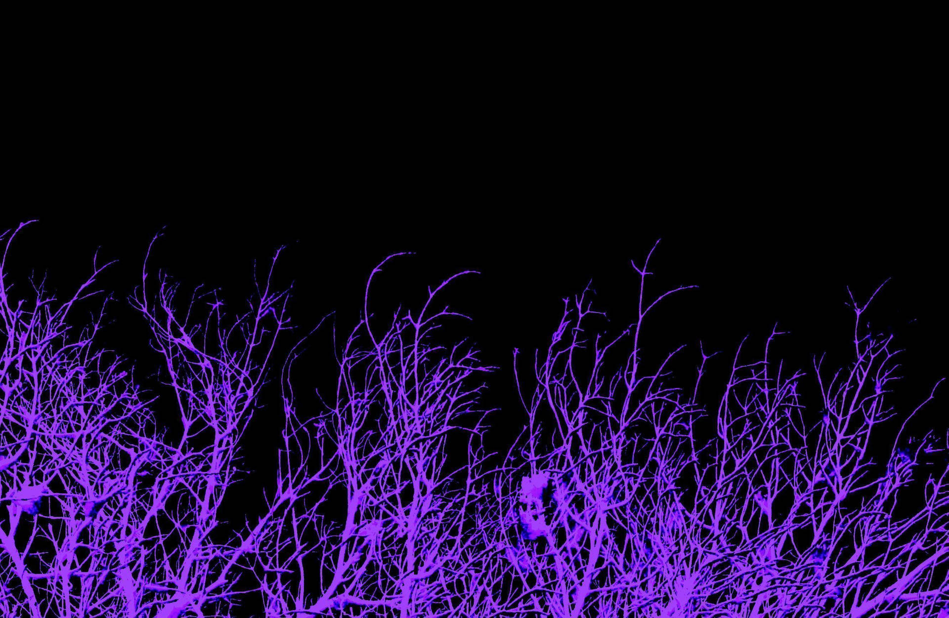 2664X1736 Purple Wallpaper and Background