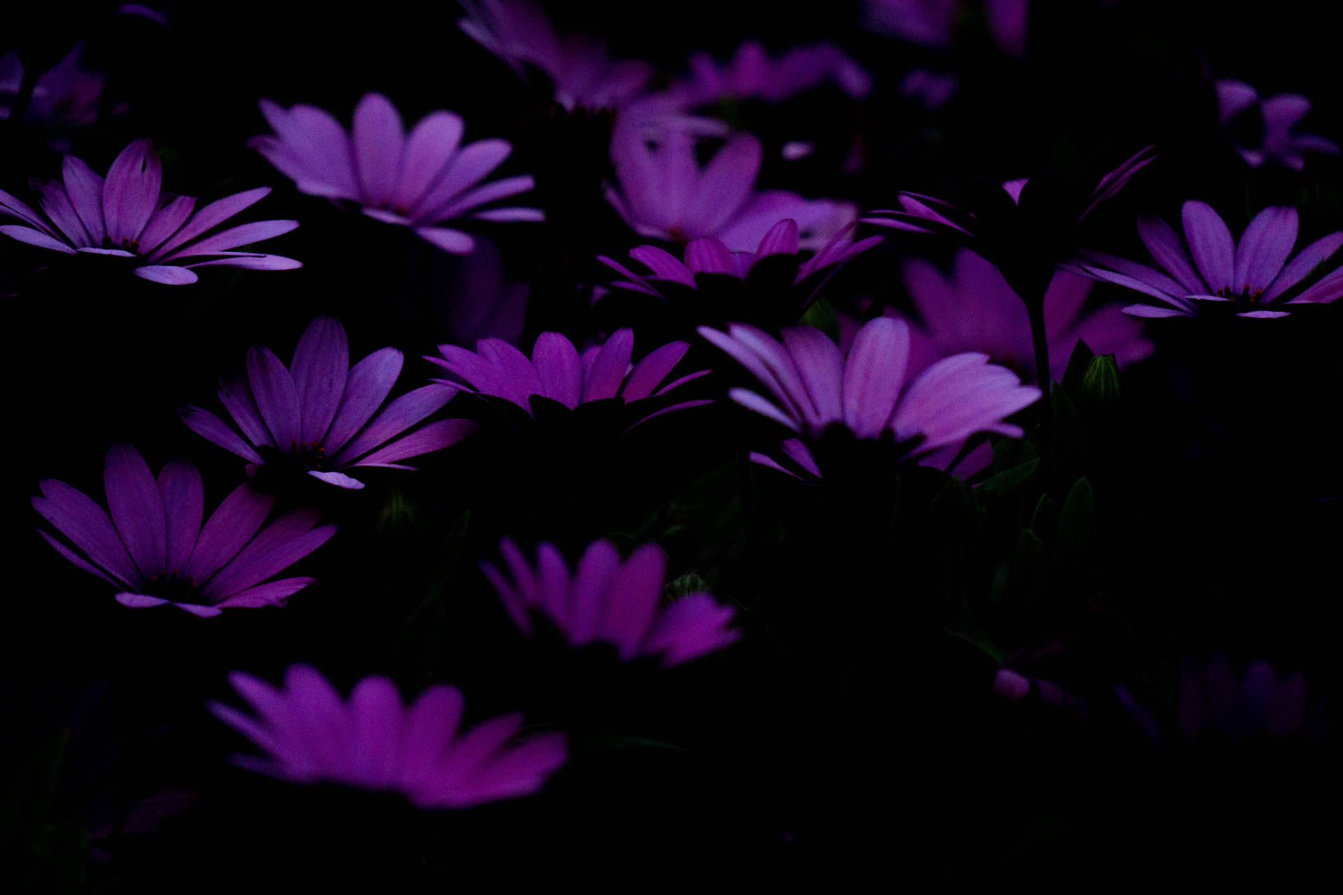 Purple 6000X4000 Wallpaper and Background Image