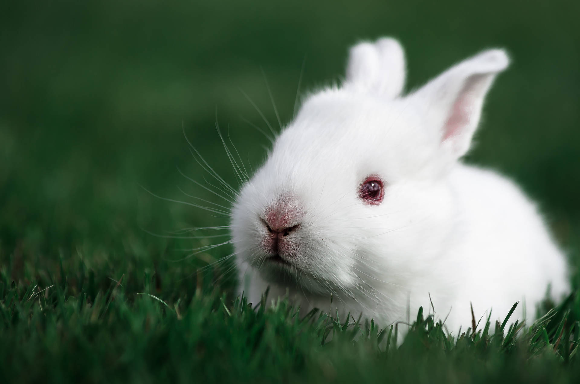 Rabbit 2048X1356 Wallpaper and Background Image