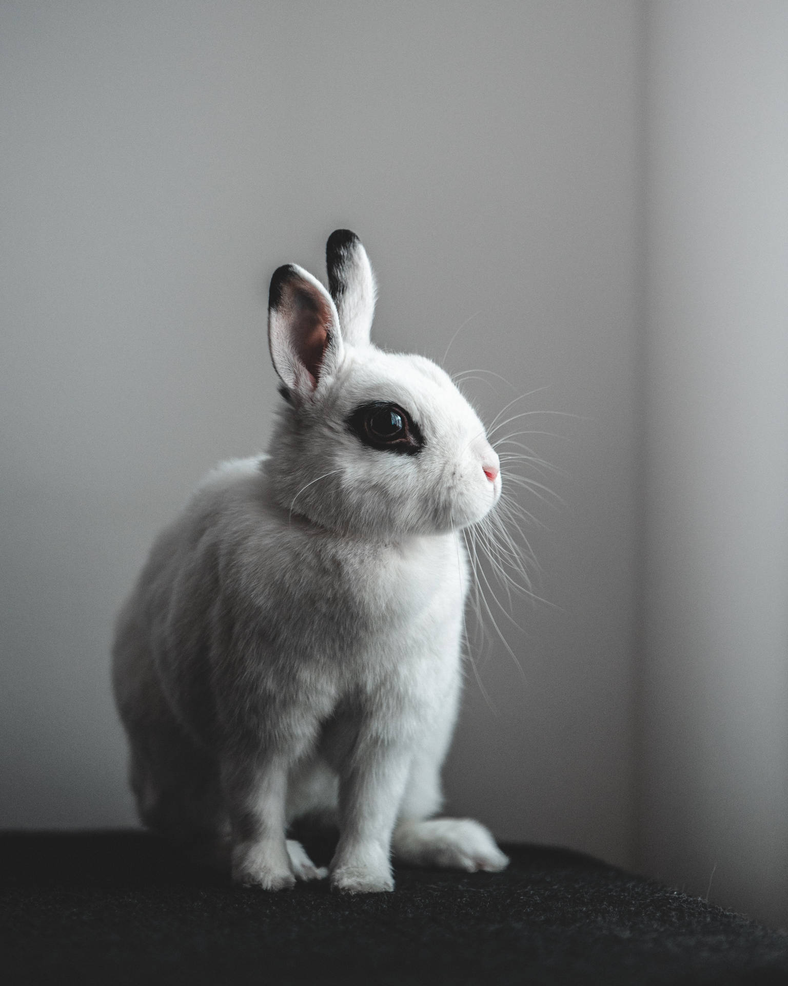 Rabbit 3542X4427 Wallpaper and Background Image