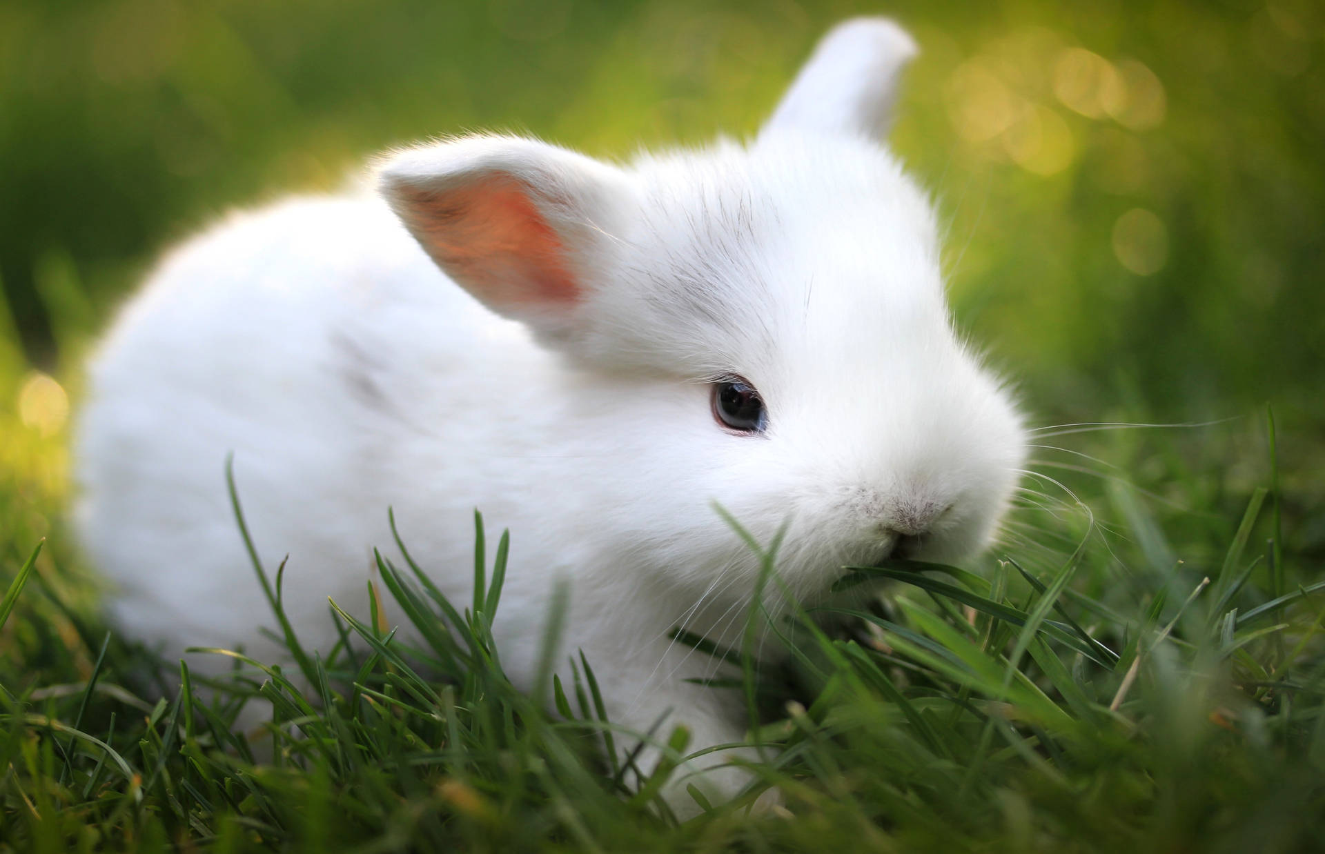 Rabbit 5184X3343 Wallpaper and Background Image