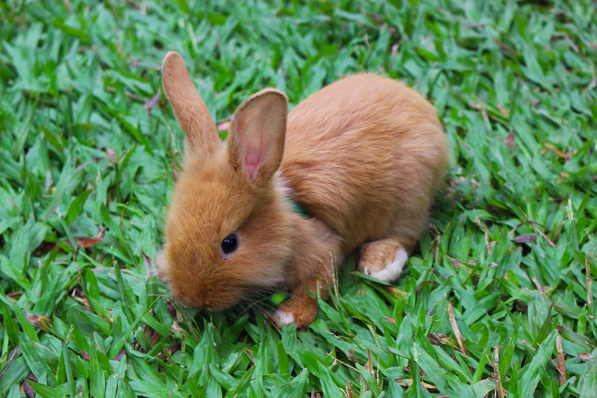Rabbit 5184X3456 Wallpaper and Background Image