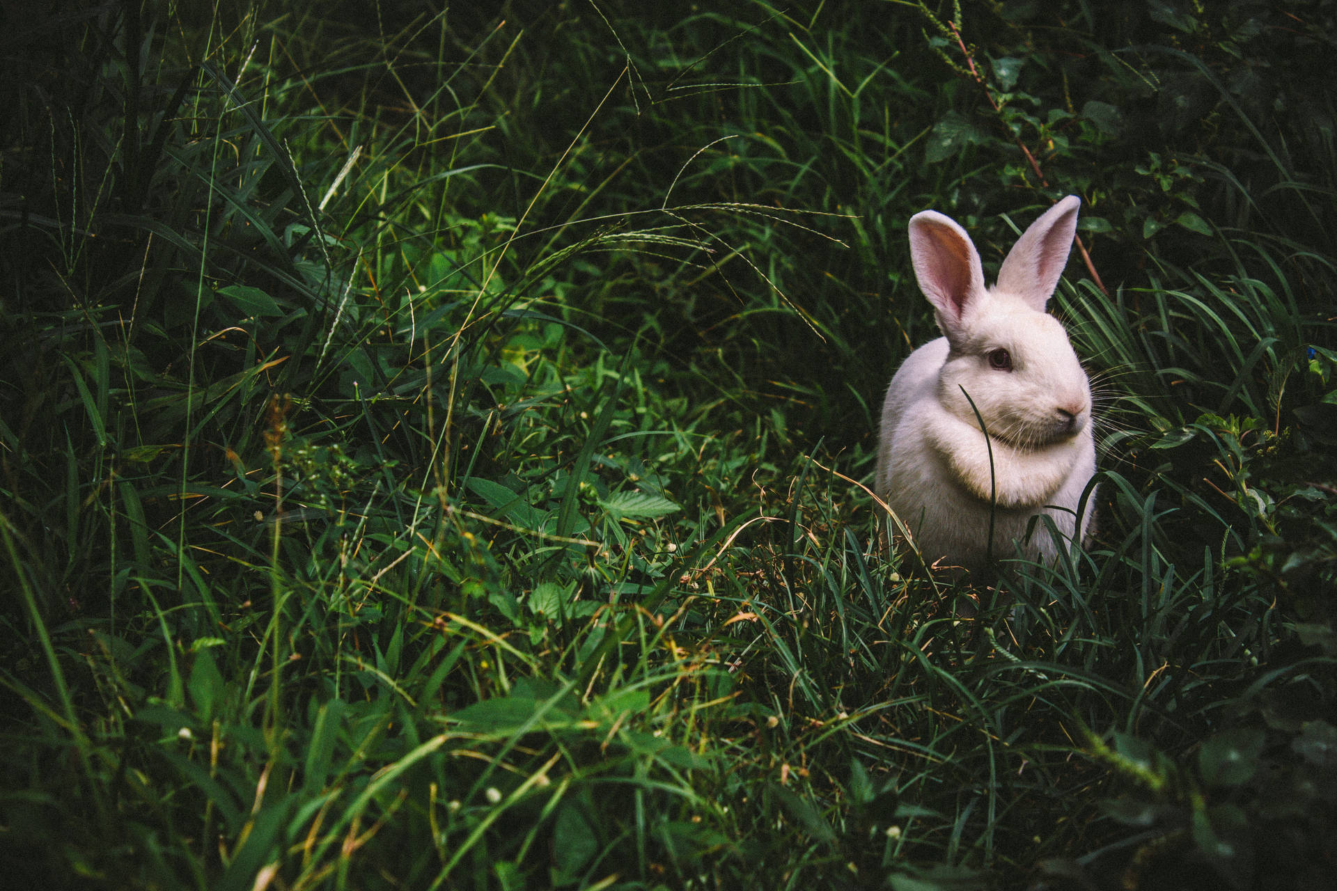 5184X3456 Rabbit Wallpaper and Background