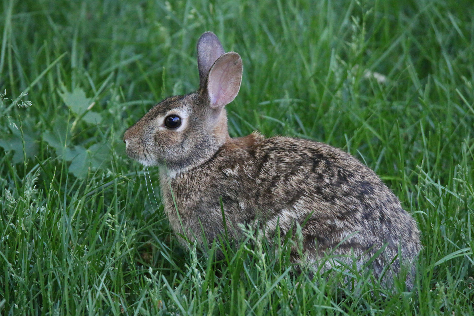 Rabbit 5472X3648 Wallpaper and Background Image
