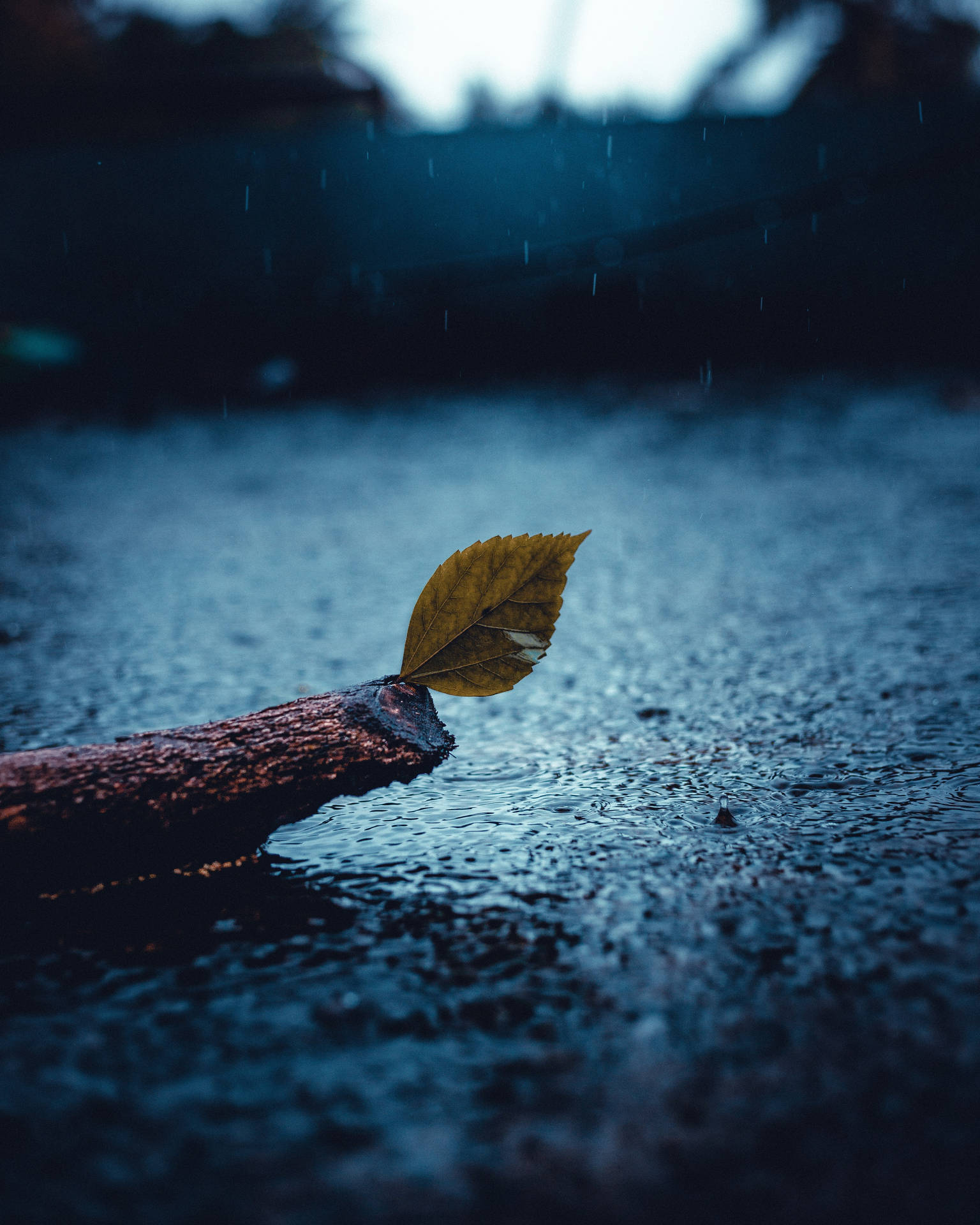 4160X5200 Rain Wallpaper and Background