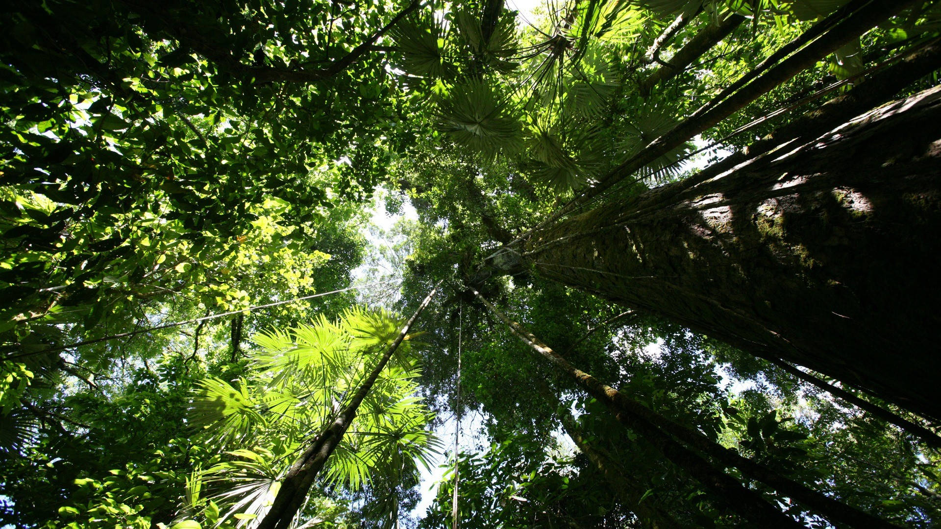 1920X1080 Rainforest Wallpaper and Background