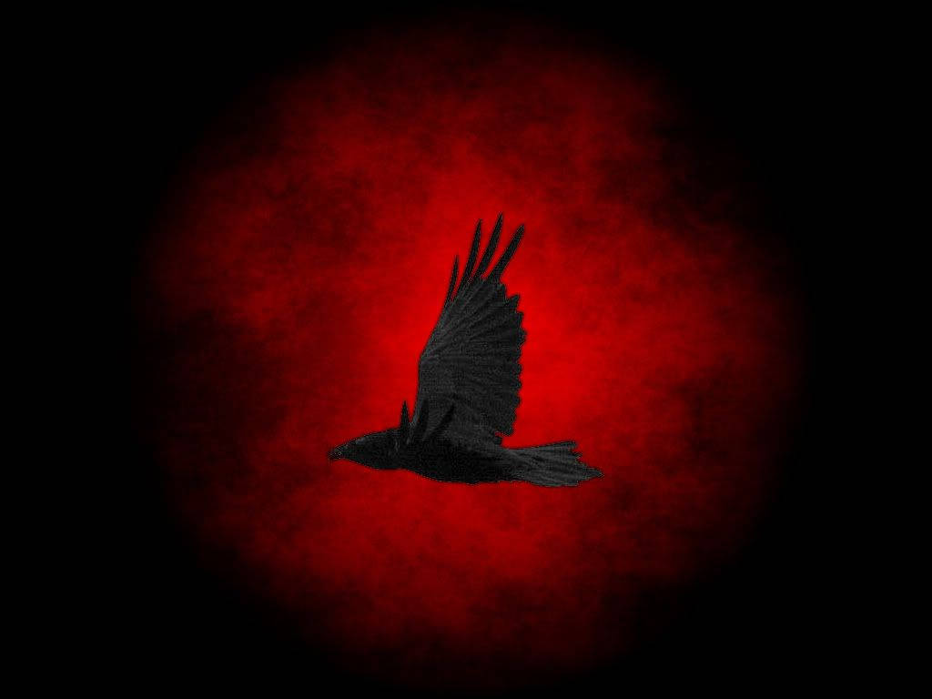 Raven 1024X768 Wallpaper and Background Image