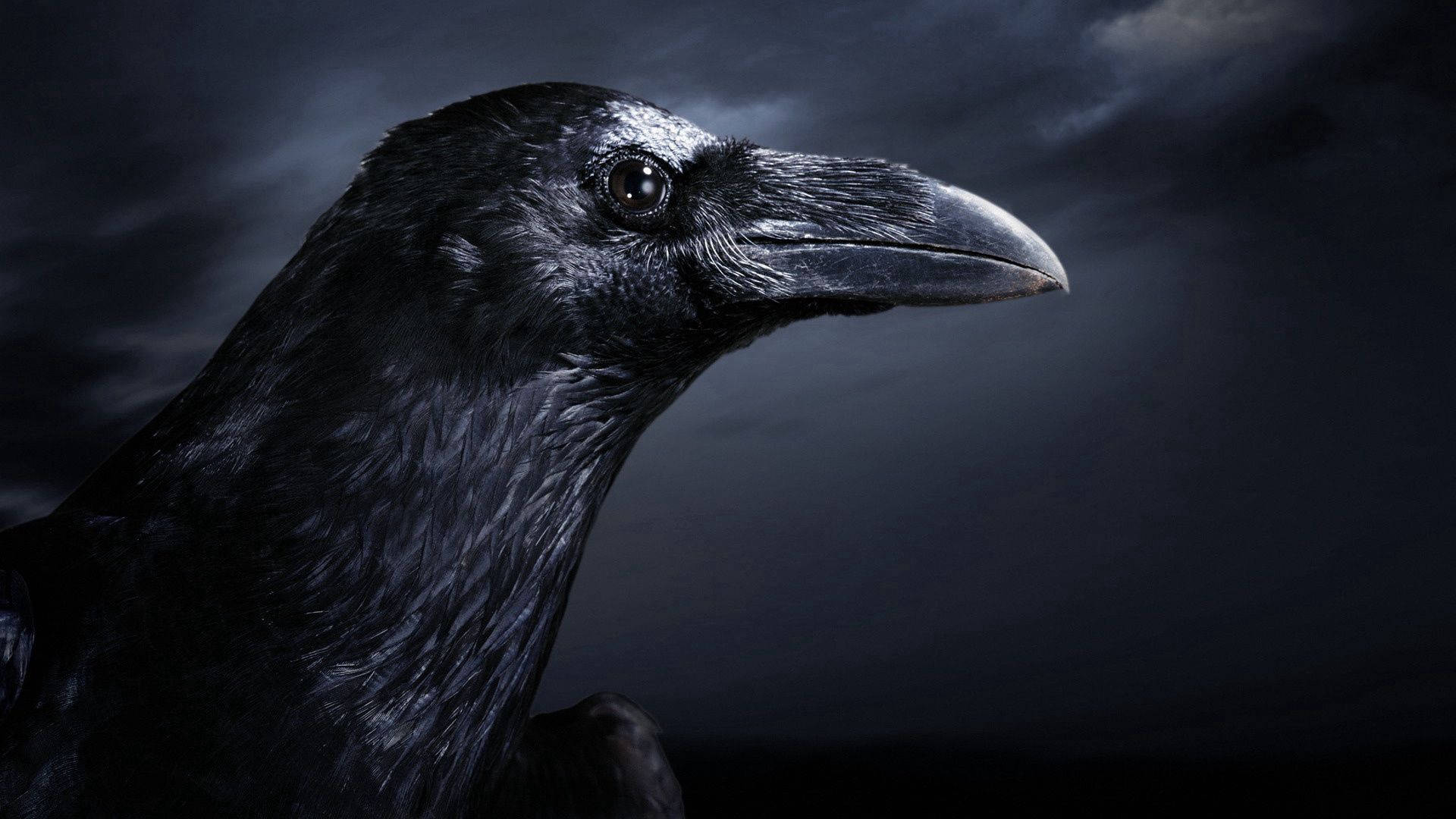 1920X1080 Raven Wallpaper and Background