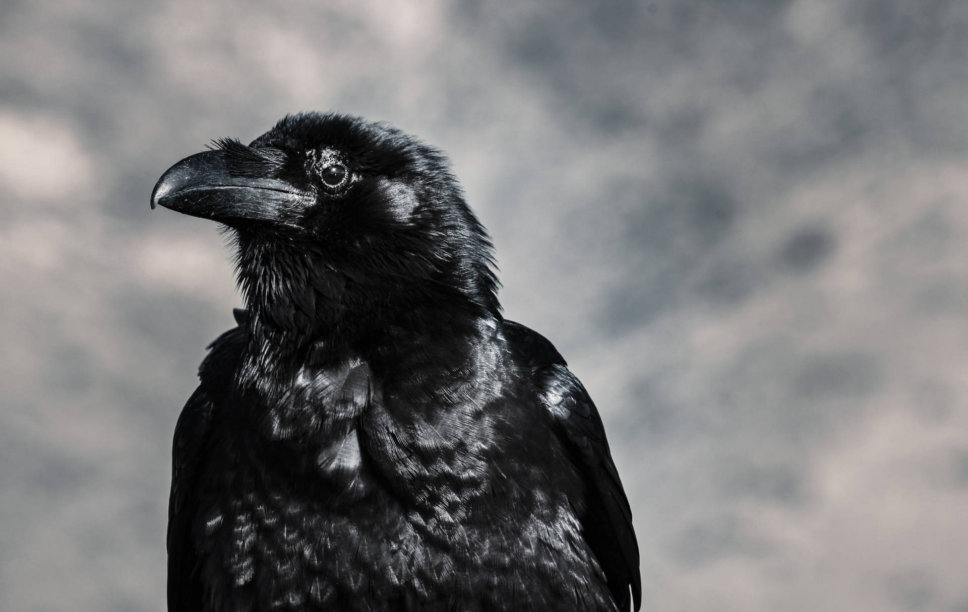 Raven 5184X3280 Wallpaper and Background Image